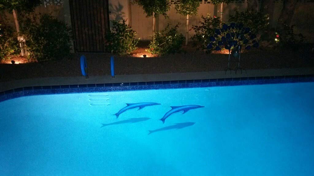 Dolphin in the Sun with Shadow - 31
