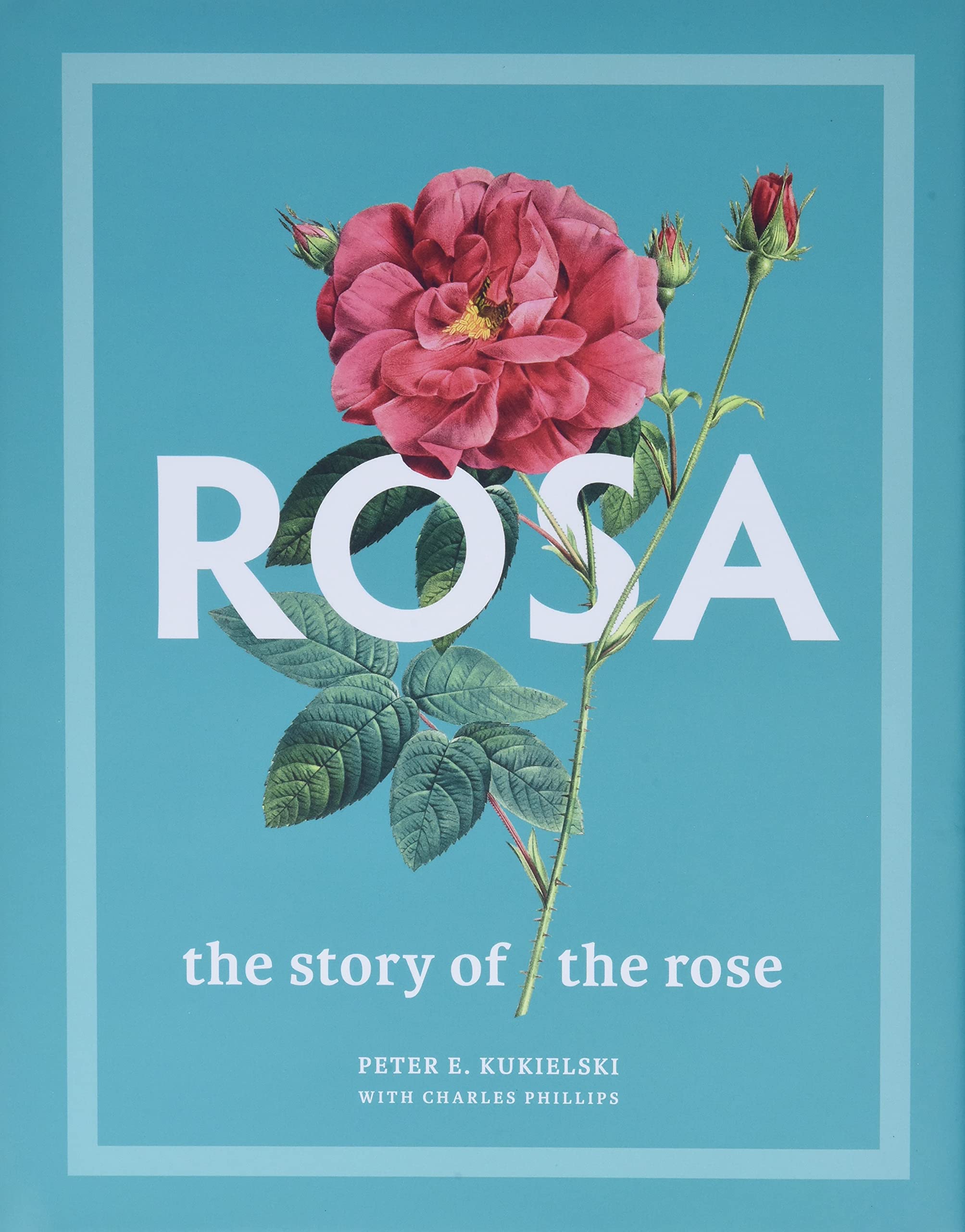 The Story of the Rose: History, Meaning & Symbolism of Rosa Flowers | Perfect for Gardens, Weddings & Home Decor