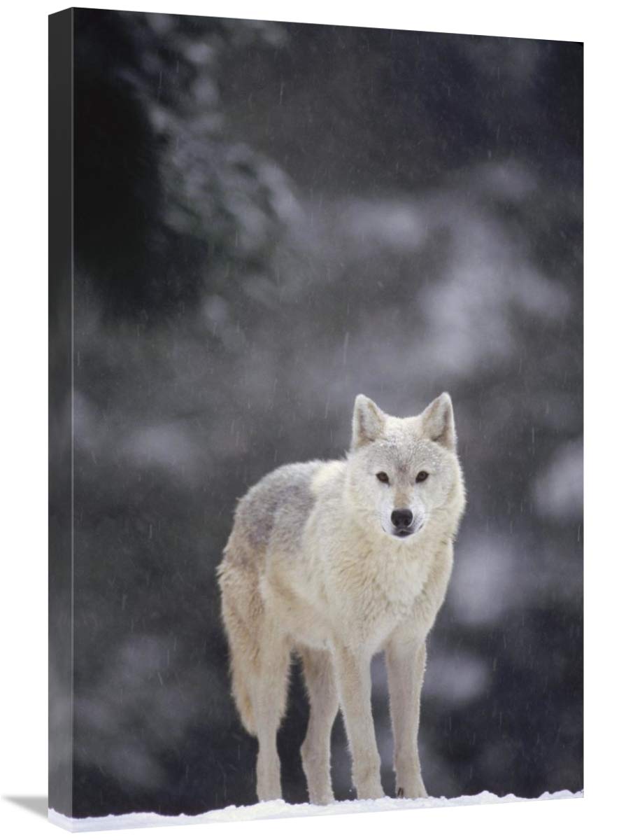 20 x 30 in Timber Wolf Female in Snow Art Print - North American Wildlife Wall Decor by Gerry Ellis | Perfect for Living Room, Office & Cabin Decor
