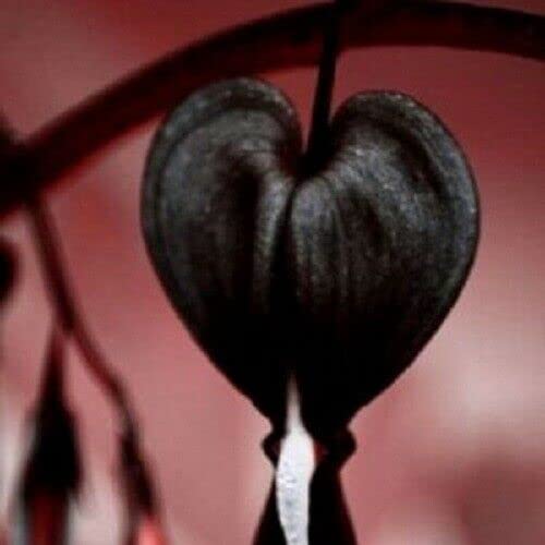 25 Black Bleeding Heart Seeds - Perennial Flower Seeds for Garden Planting | Perfect for Shade Gardens, Borders & Cut Flower Arrangements