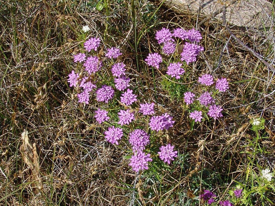 100 Fresh Cut Flower Seeds - Beautiful & Showy Blooms for Bouquets, Gardens & Home Decor