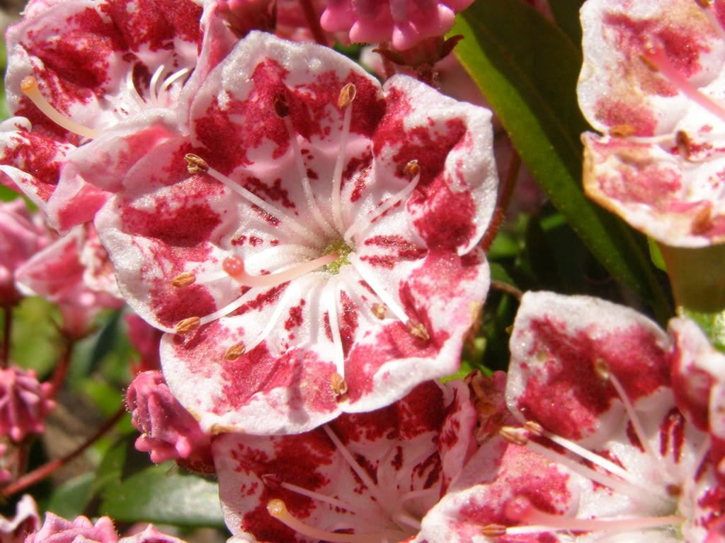 50 Mountain Laurel (Kalmia Latifolia) Shrub Seeds - White, Pink, Red Flowering Bush - Perfect for Landscaping, Gardens & Natural Fences
