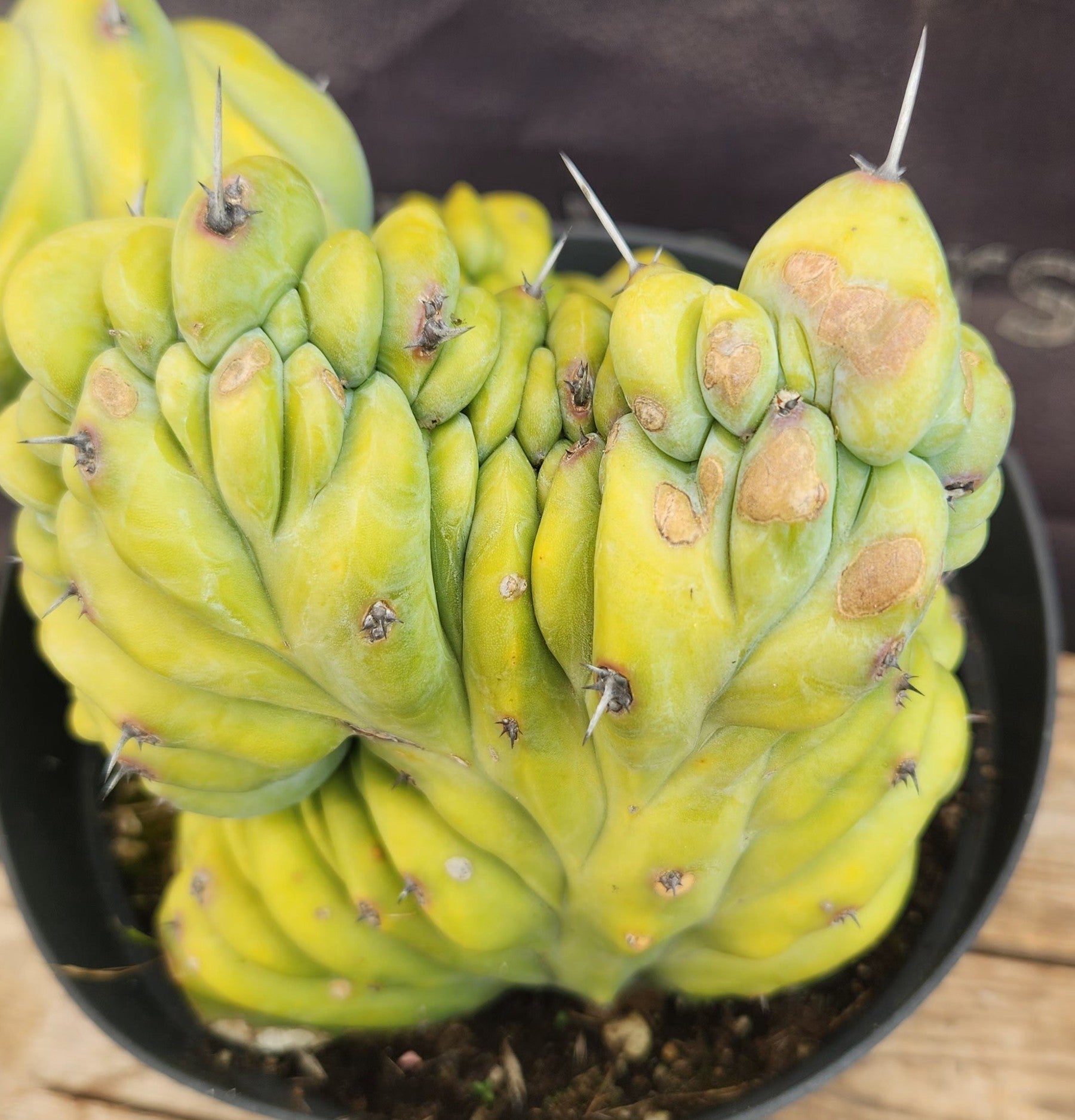 Blue Candle Cactus (Myrtillocactus Geometrizans Crested) - Rare Succulent for Home Decor, Office Desk, and Garden Landscaping