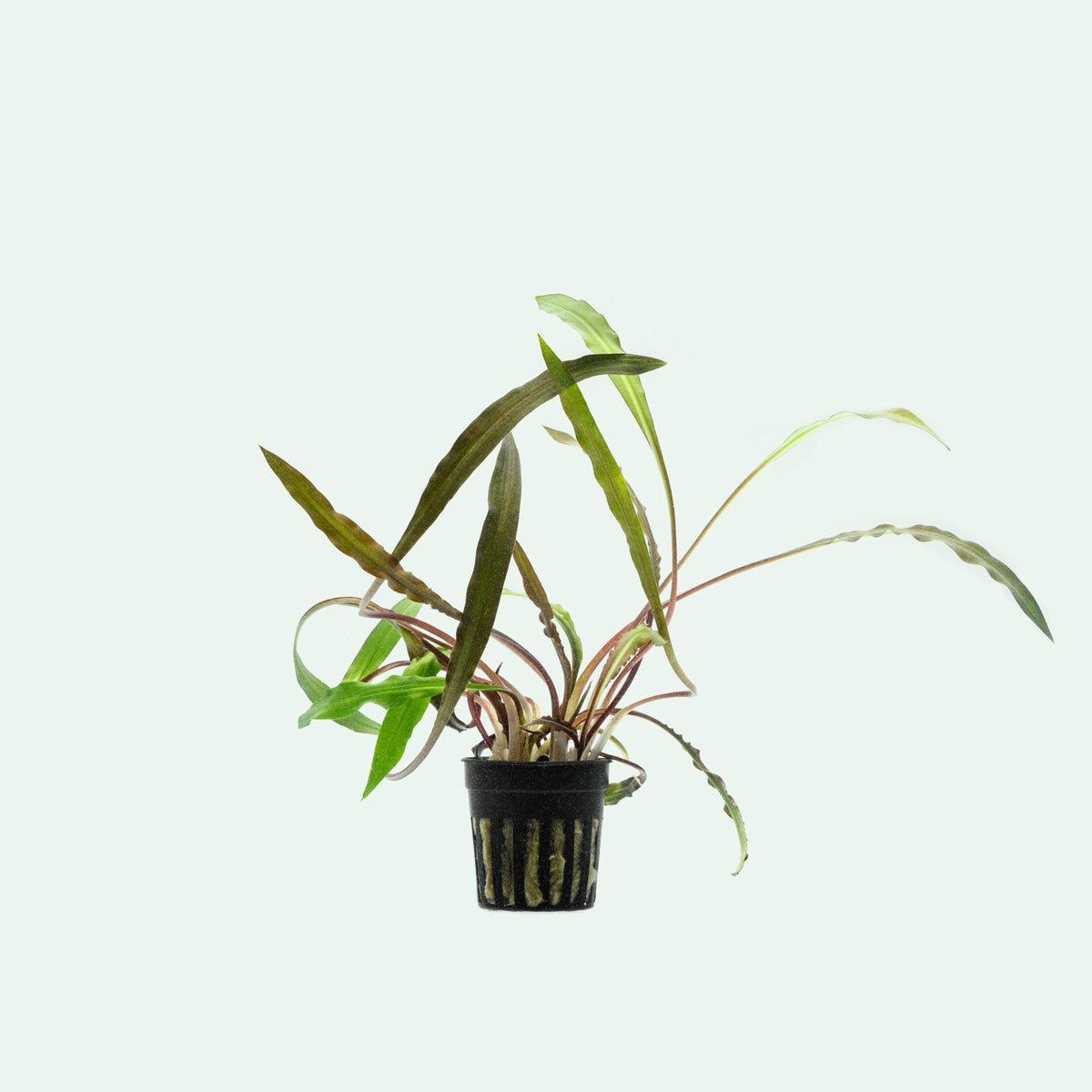 Cryptocoryne Spiralis Tiger Live Aquarium Plant - Rare Freshwater Aquatic Plant for Fish Tanks, Aquascaping & Low-Tech Planted Aquariums - Perfect for Beginners & Shrimp Tanks