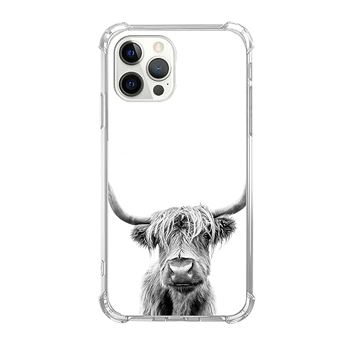 Scottish Cow