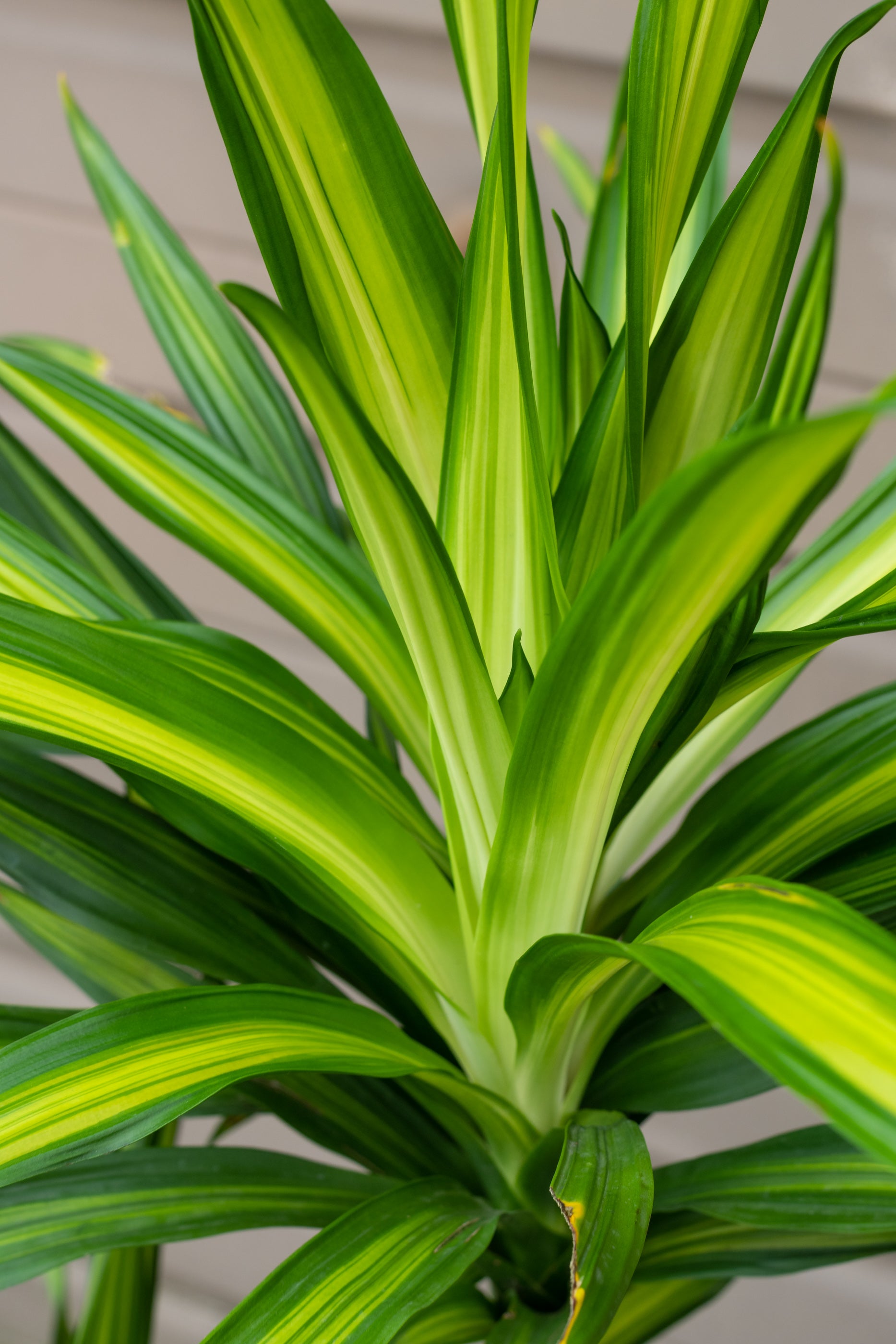 Dracaena 'Rikki' 10