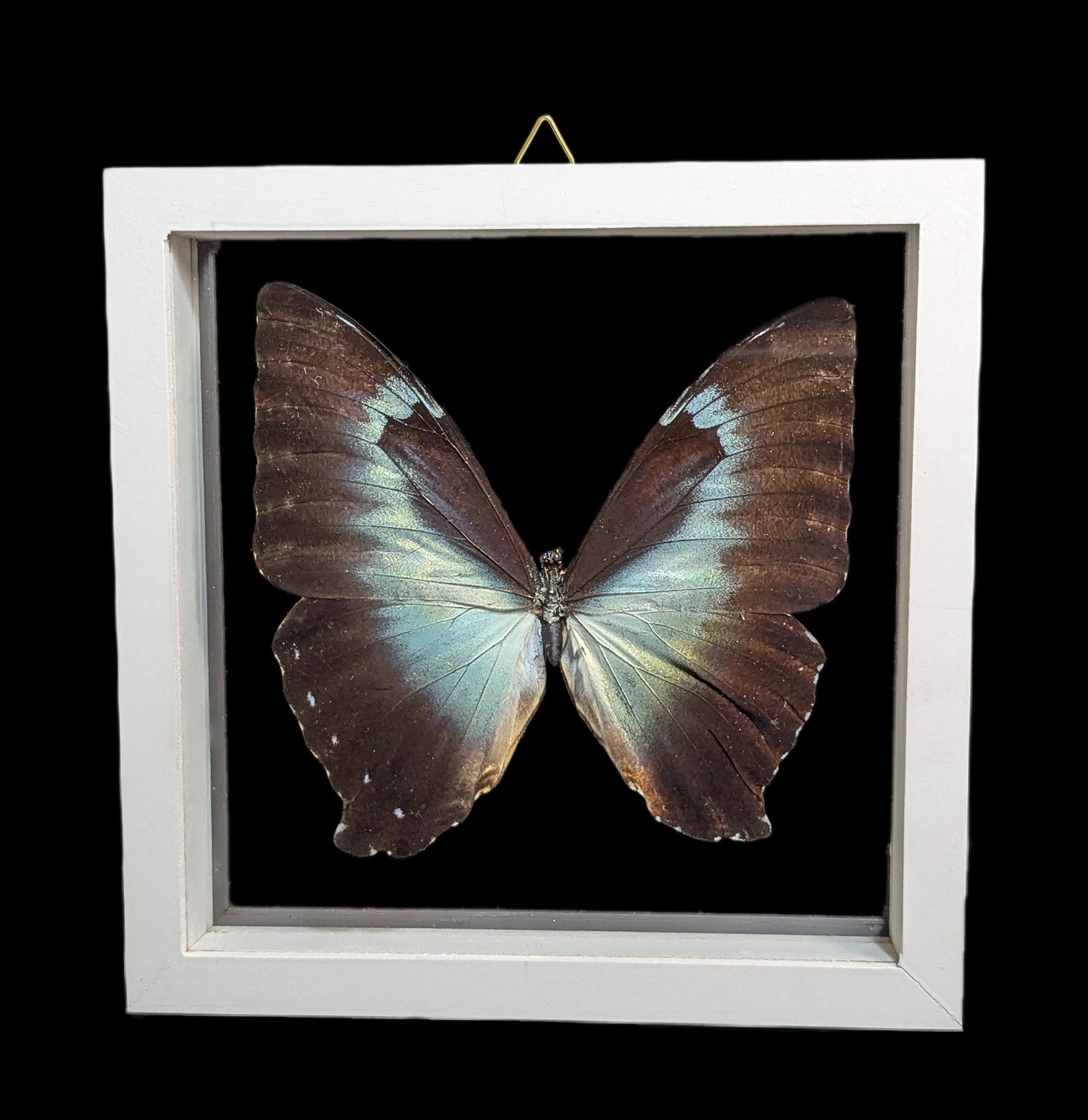 Double Glass Framed Morpho Cisseis Butterfly Specimen - Real Butterfly Display for Home Decor, Office, or Gift - Perfect for Nature Lovers & Collectors