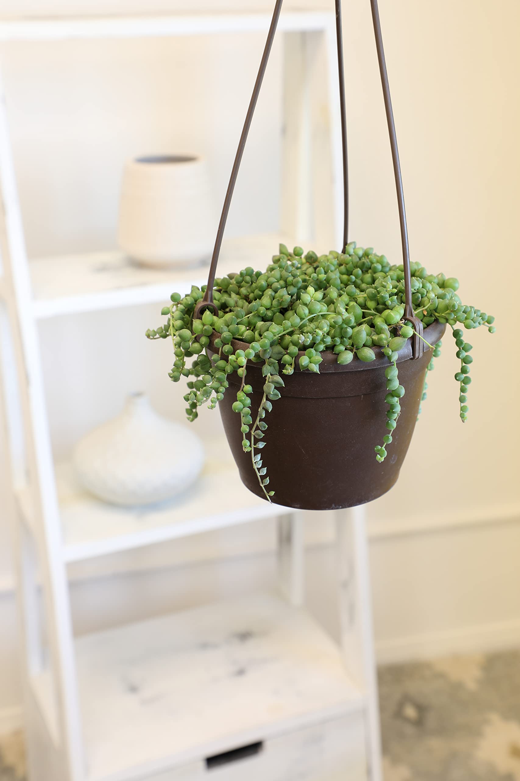 String of Pearls Live Succulent Plant in Hanging Planter - Indoor Houseplant for Home & Office Decor | Low Maintenance Mini Succulents for Shelves, Windowsills & Gift Giving