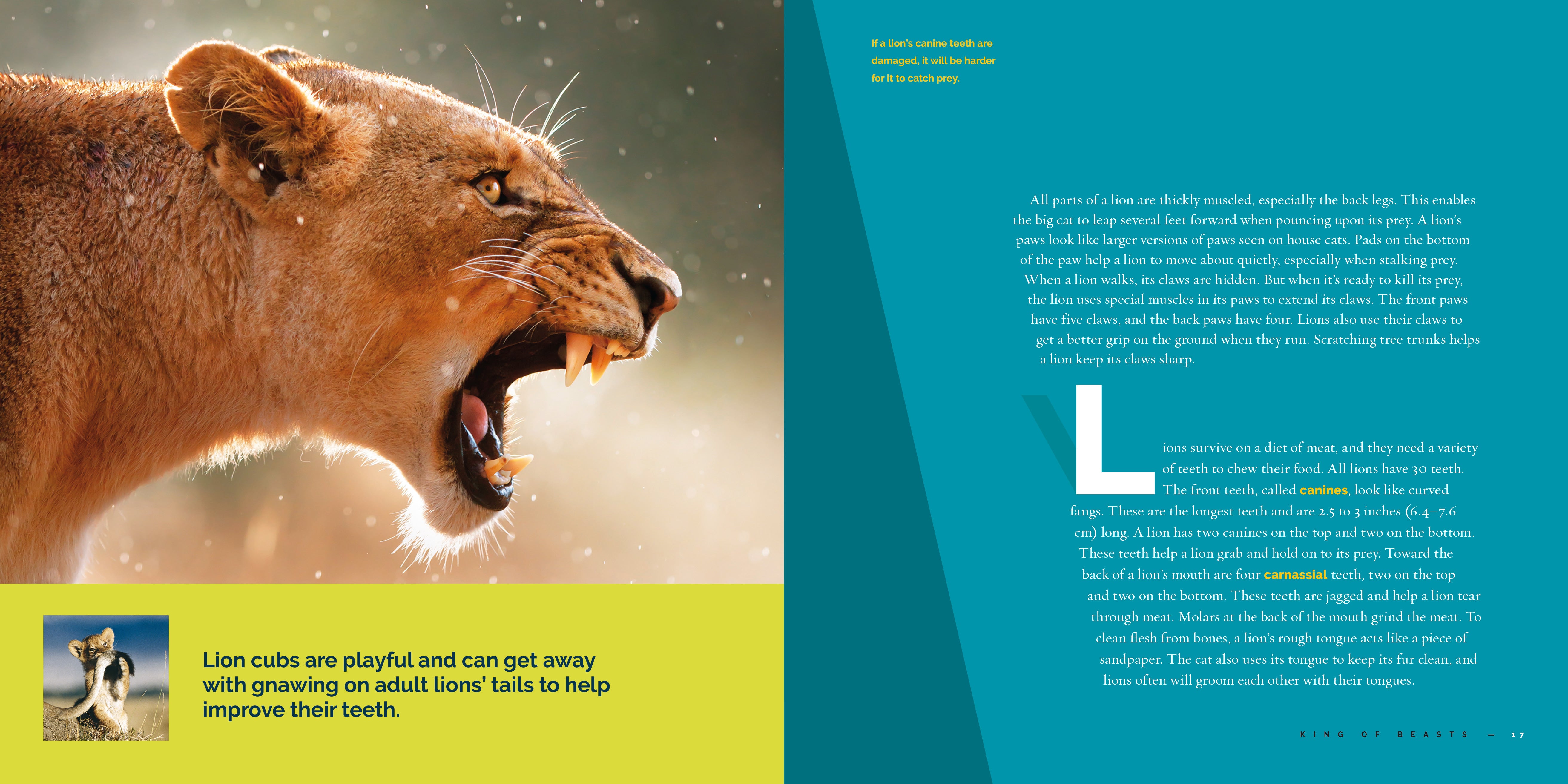 Lions: 9781640266049 - Wildlife Book for Kids & Adults | Perfect for Animal Lovers, School Projects & Nature Enthusiasts