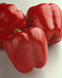 Red Knight Pepper Seeds - Pack of 10 Non-GMO Heirloom Seeds for Planting, Hot Pepper Variety for Home Garden, Cooking & Spicy Recipes