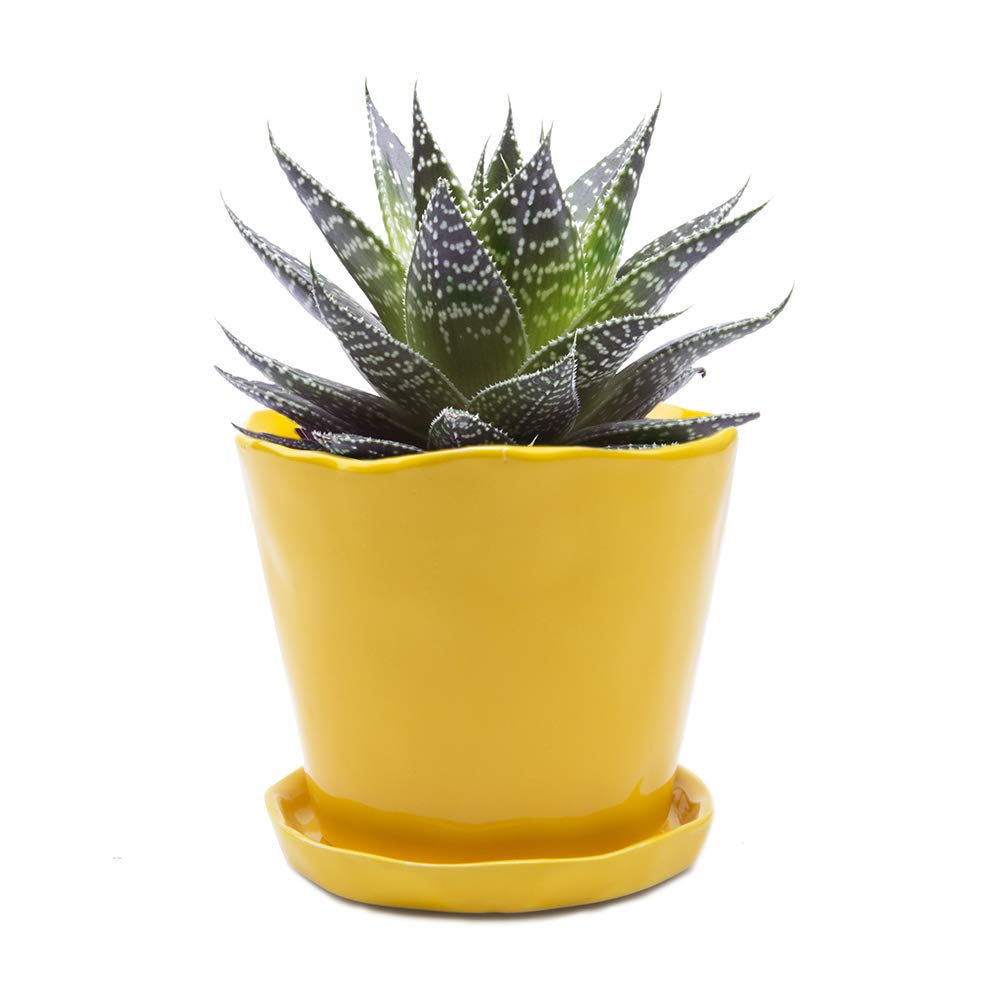 CHIVE ‘Tika’ 5-Inch Large Succulent Planter Pot - Modern Decorative Flower Pot for Indoor Plants, Home & Kitchen Decor - Yellow Ceramic Plant Container for Succulents, Cacti, Herbs | Perfect for Windowsills, Office Desks & Gift Giving