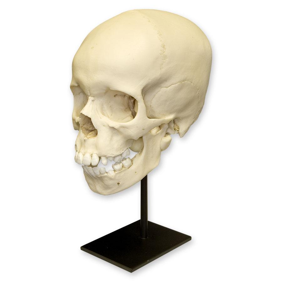 Authentic Replica 9-Year-Old Child Human Skull - Anatomical Model for Medical Education, Halloween Decor & Science Display