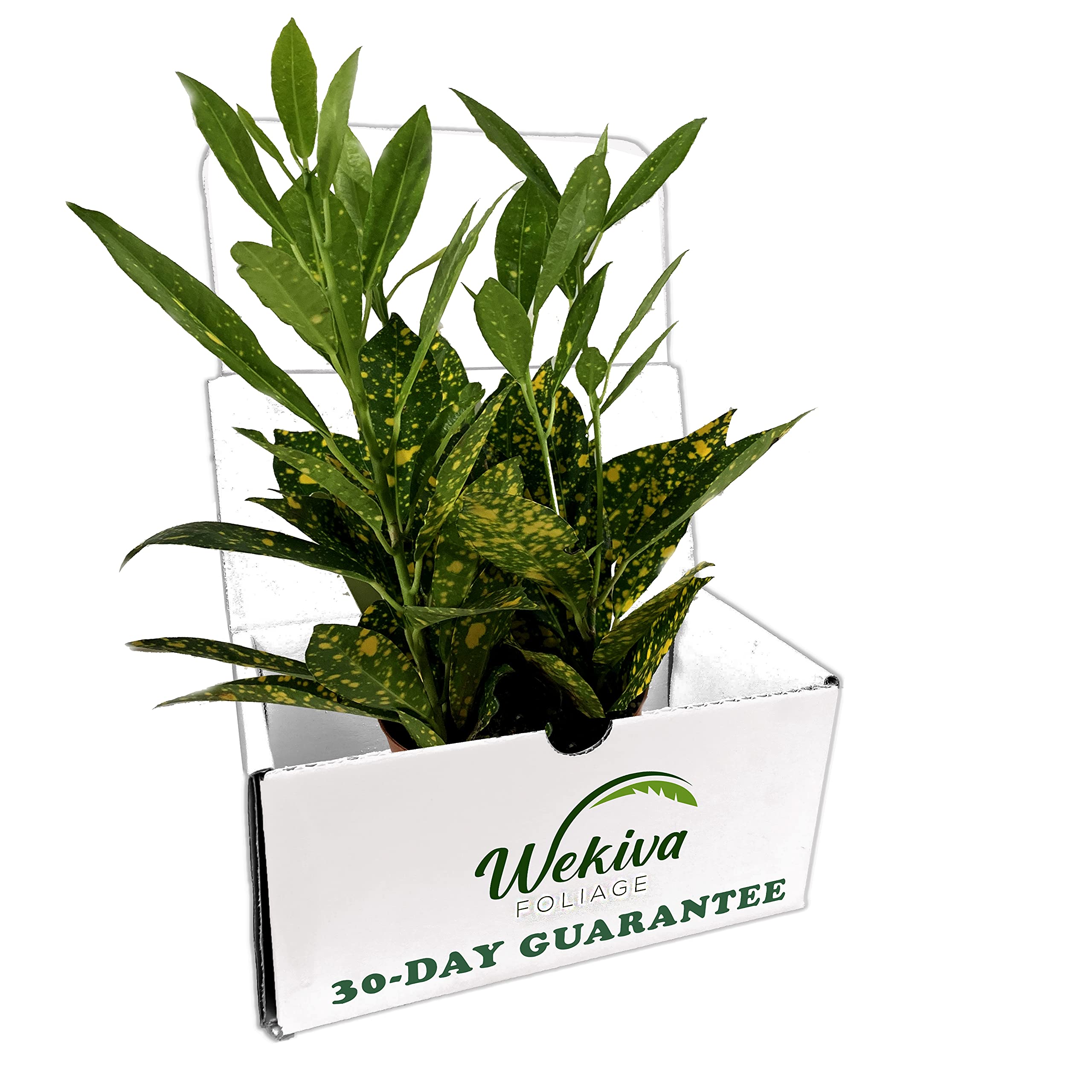 Codiaeum Variegatum 'Gold Dust' - 3 Live Houseplants in 4 Inch Pots - Easy Care Indoor Tropical Foliage - Perfect for Home Office Decor & Air Purification