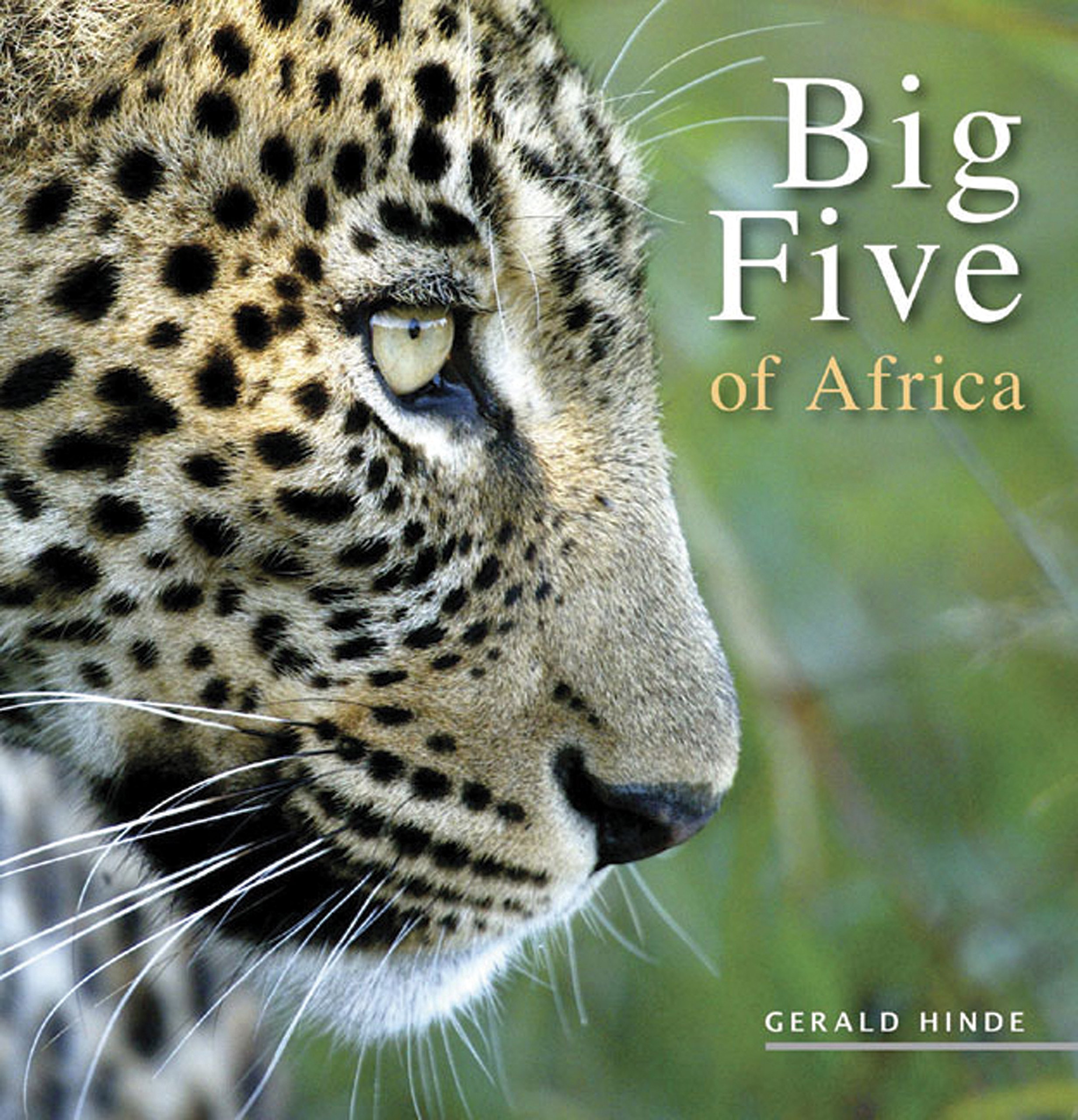 Big Five of Africa Safari Animals Wall Art - Lion, Elephant, Buffalo, Leopard & Rhino Wildlife Decor for Home, Office & Safari Lodge