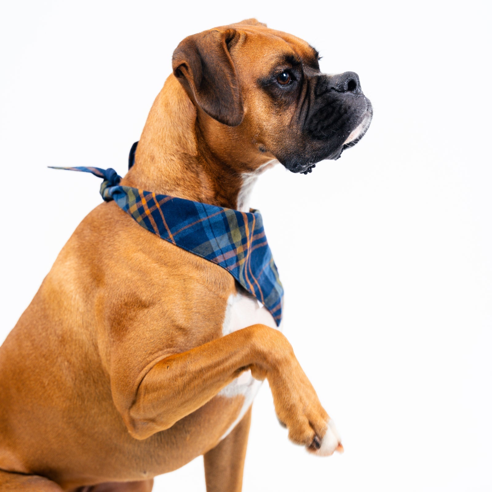 Stylish Dog Bandana for Pets - Boone Pattern Design - Perfect for Outdoor Adventures, Walks, and Special Occasions
