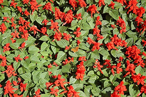 Blossom Natural Flower Bed Plants Floral Red - 20x30 Inch Laminated Poster with Vibrant Colors & Detailed Imagery - Perfect for Home Decor, Office Wall Art & Gift Giving