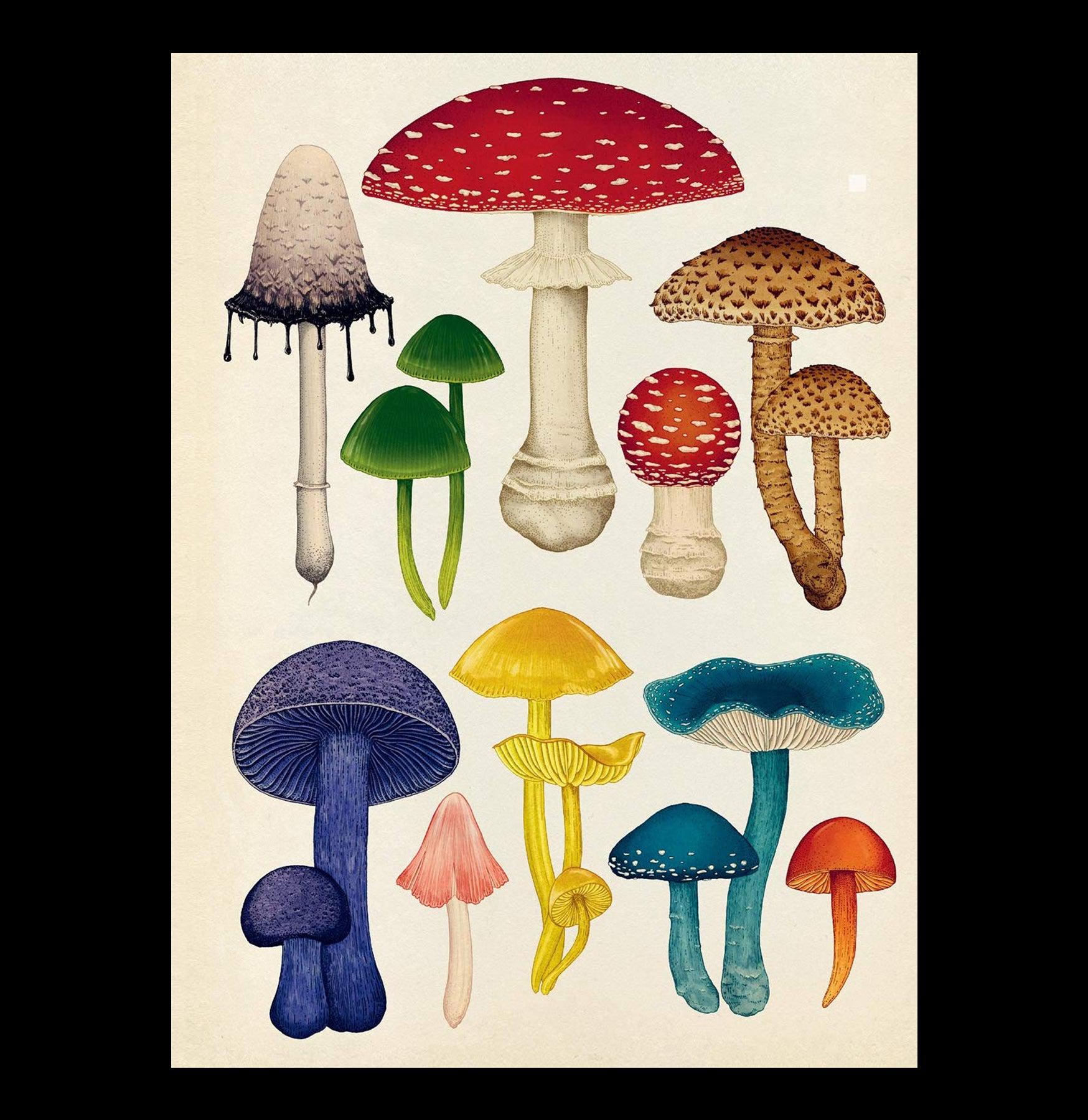 Fungarium Poster Book - Mushroom Identification Guide & Nature Decor for Home, Classroom, or Office | Perfect for Mycologists, Nature Lovers & Educational Use