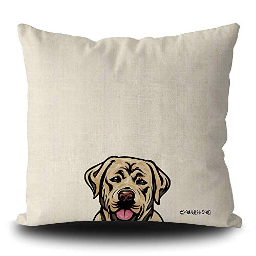 Labrador-1