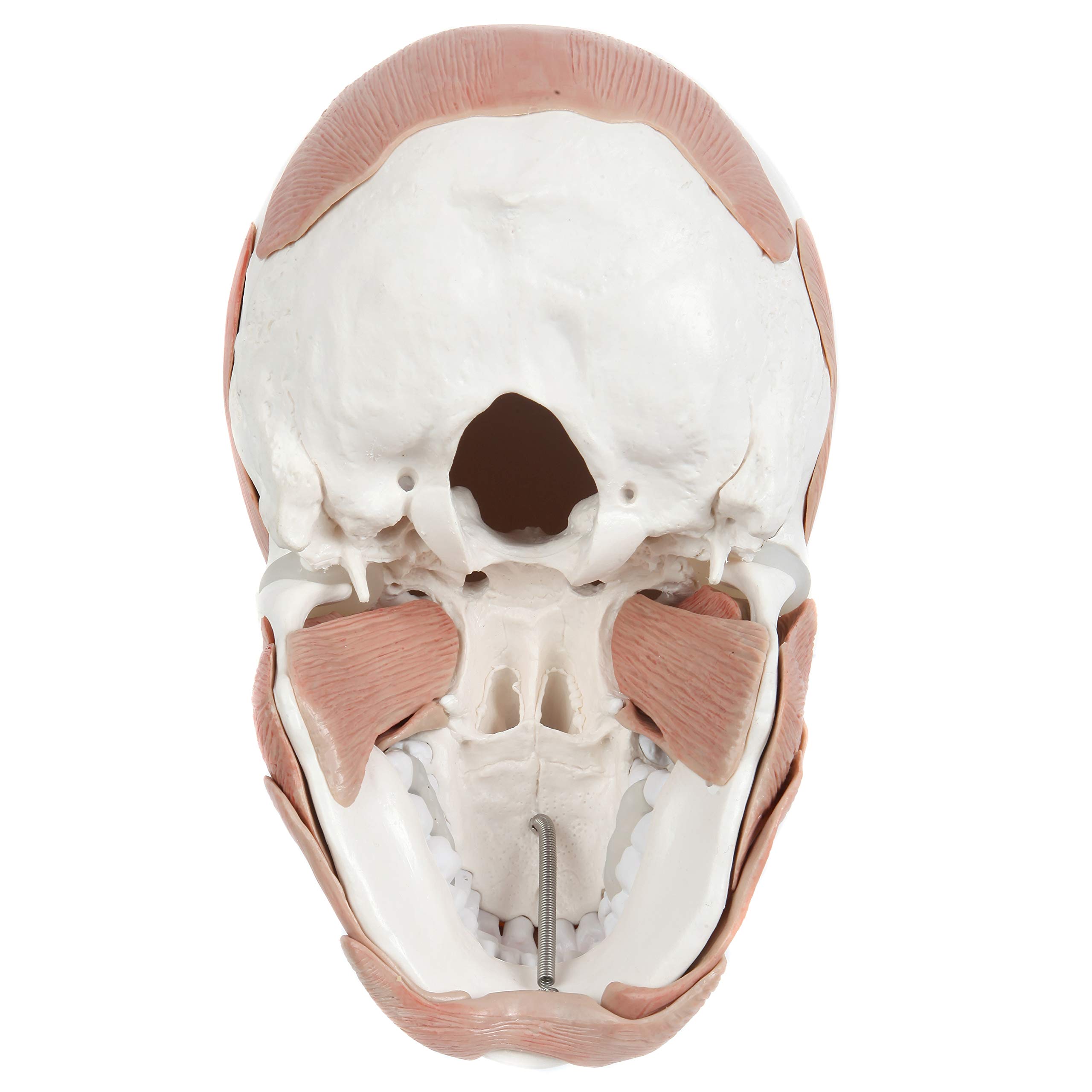 Axis Scientific Life-Size 3-Part Painted Human Skull Anatomy Model with Facial Musculature & 36 Removable Parts - Detailed Medical Skull Cap for Dental Students, Doctors & Anatomy Education - Perfect for Classroom Study, Medical Training & Scientific Research
