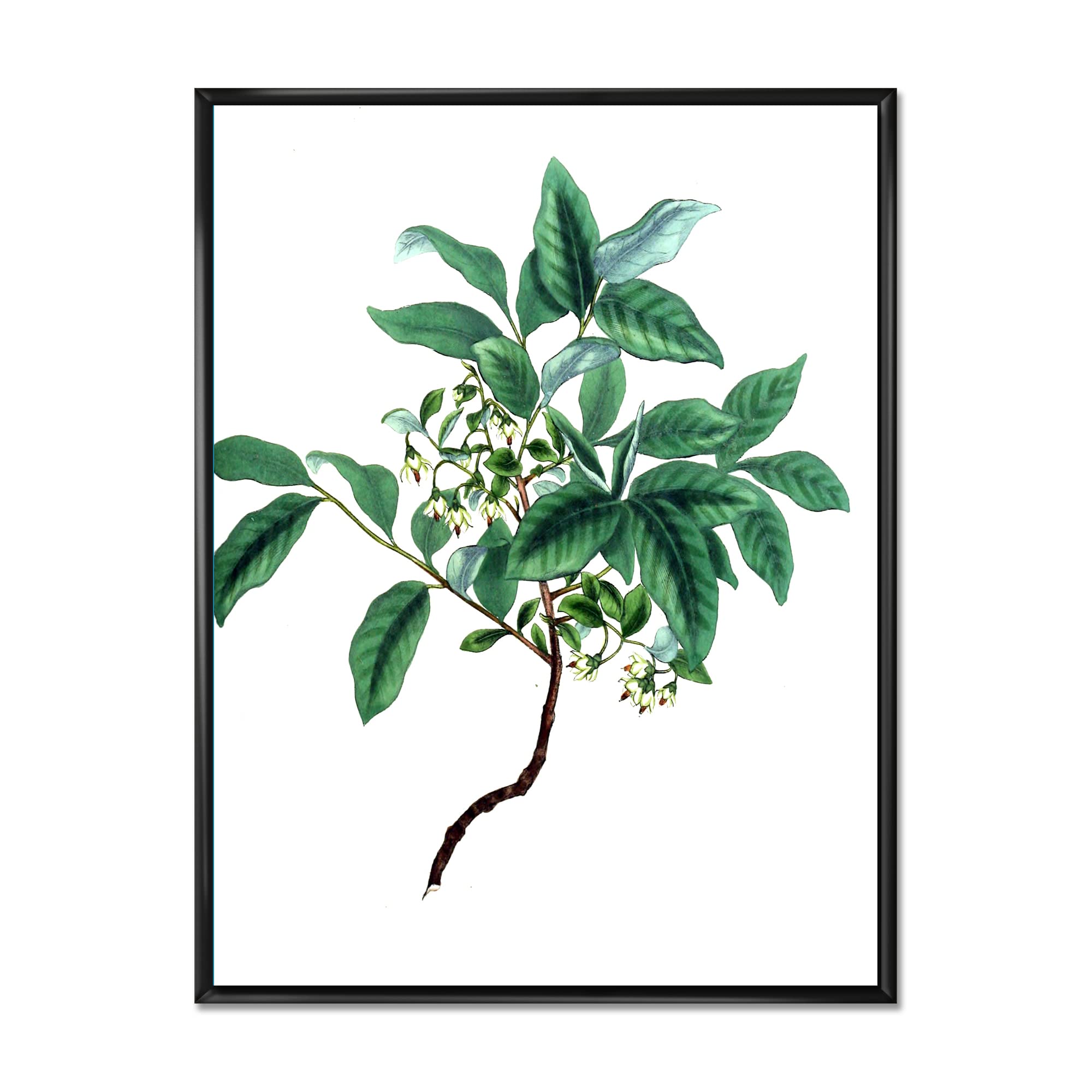 Vintage Green Leaves Plants IV - Traditional Framed Canvas Wall Art Print for Living Room, Bedroom & Office Decor | Nature Inspired Home Decoration