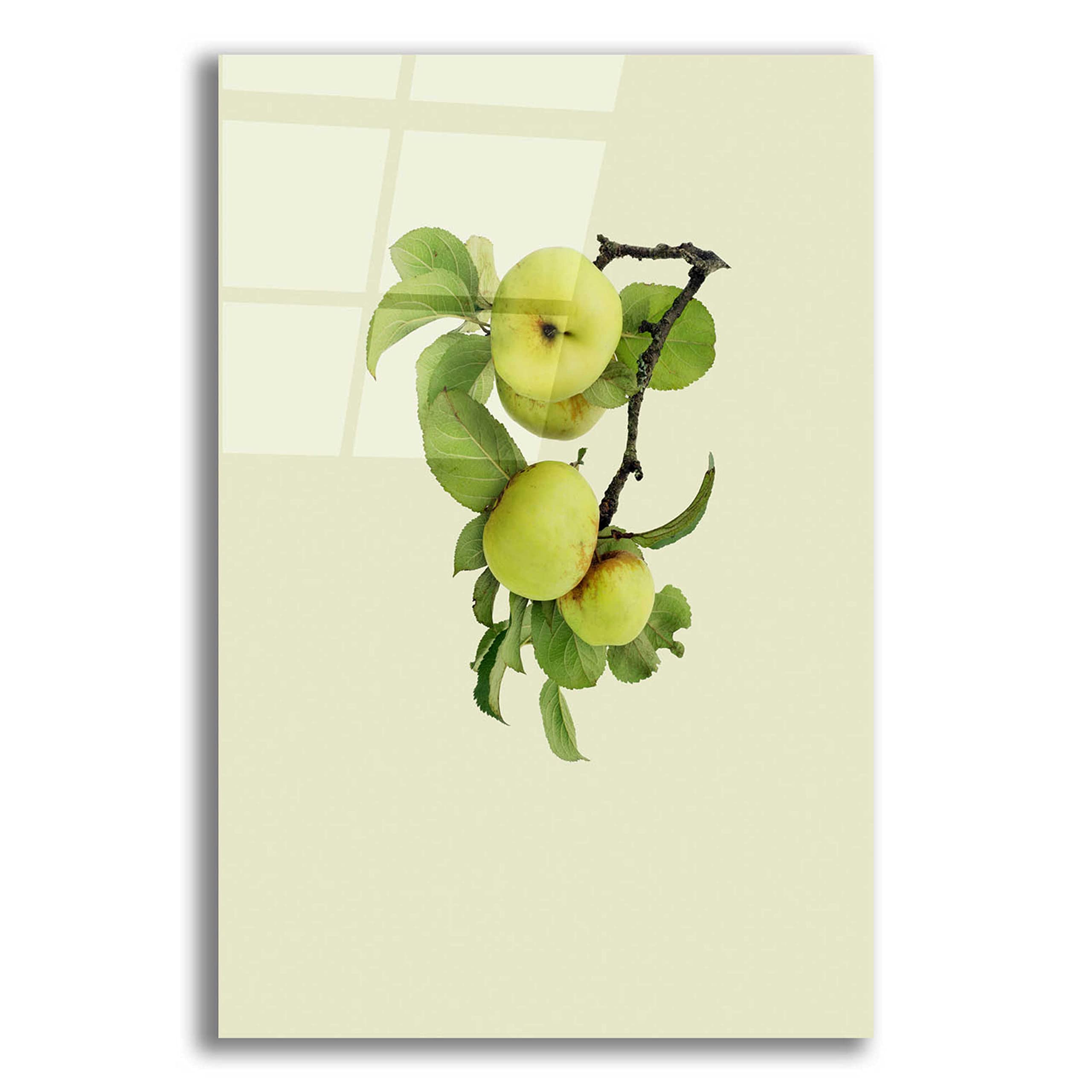 Incado 'Apple Tree I' Acrylic Glass Wall Art - 16x24 Inches Modern Home Decor for Living Room, Bedroom & Office
