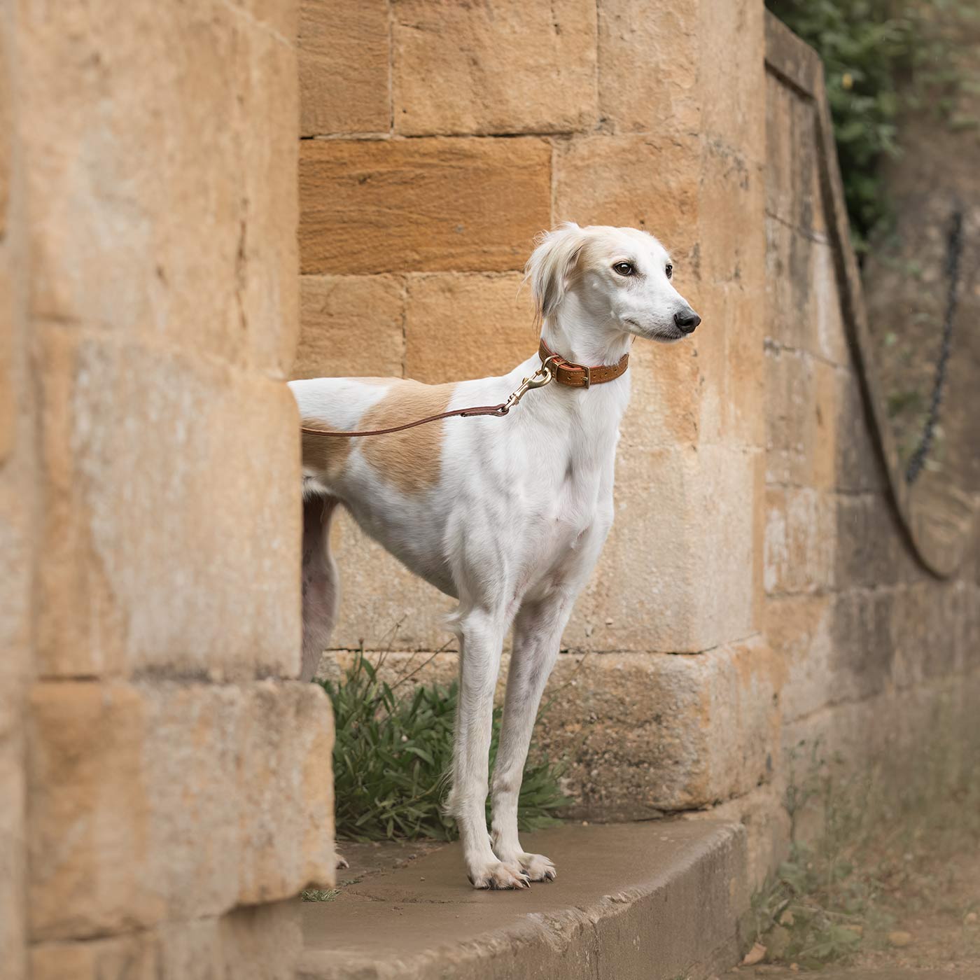 Premium Ostrich Leather Dog Collar - Tan & Orange - Handcrafted Luxury Pet Accessory by Lords & Labradors - Perfect for Daily Walks, Training & Stylish Outings