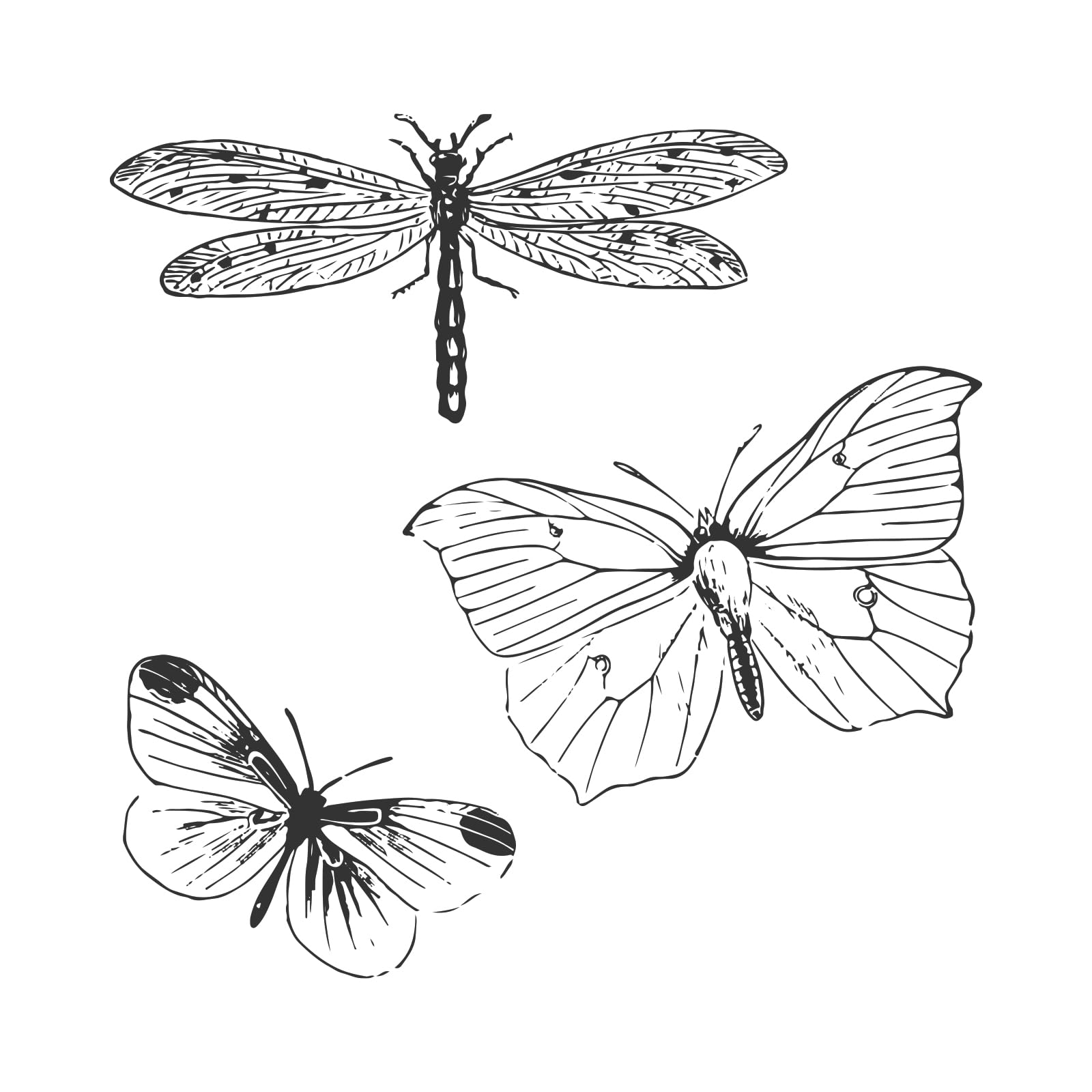 Sizzix Framelits Dies & Stamps - Engraved Wings by 49 and Market | Scrapbooking & Cardmaking Craft Supplies | Perfect for DIY Greeting Cards, Home Decor, and Memory Albums