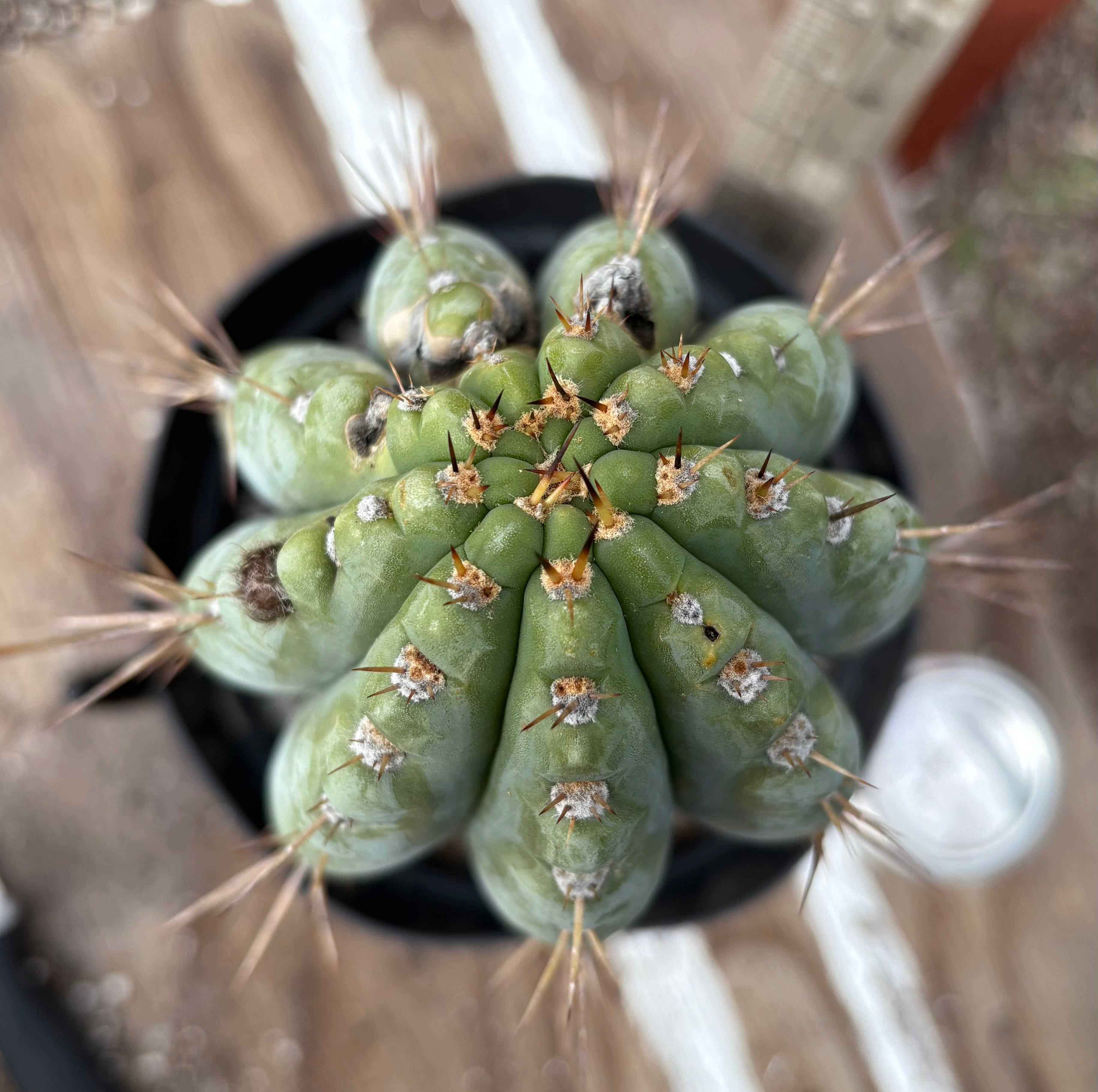 EC256 EXACT Trichocereus Peruvianus Nibiru Cactus 12.5