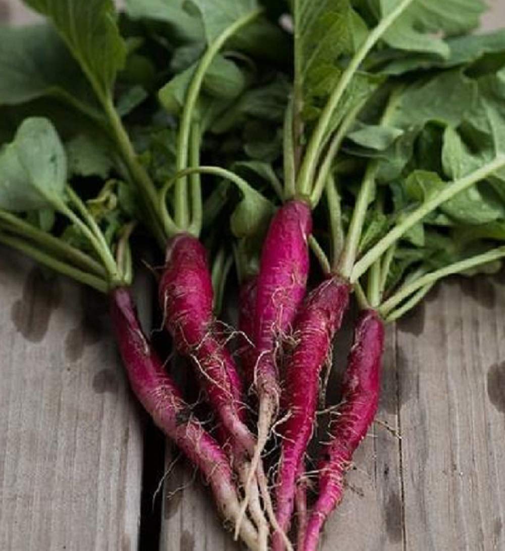 David's Garden Seeds Radish Long Scarlet Cincinnati 200 Non-GMO Heirloom Seeds for Planting - Organic Vegetable Seeds for Home Garden, Raised Beds & Container Gardening