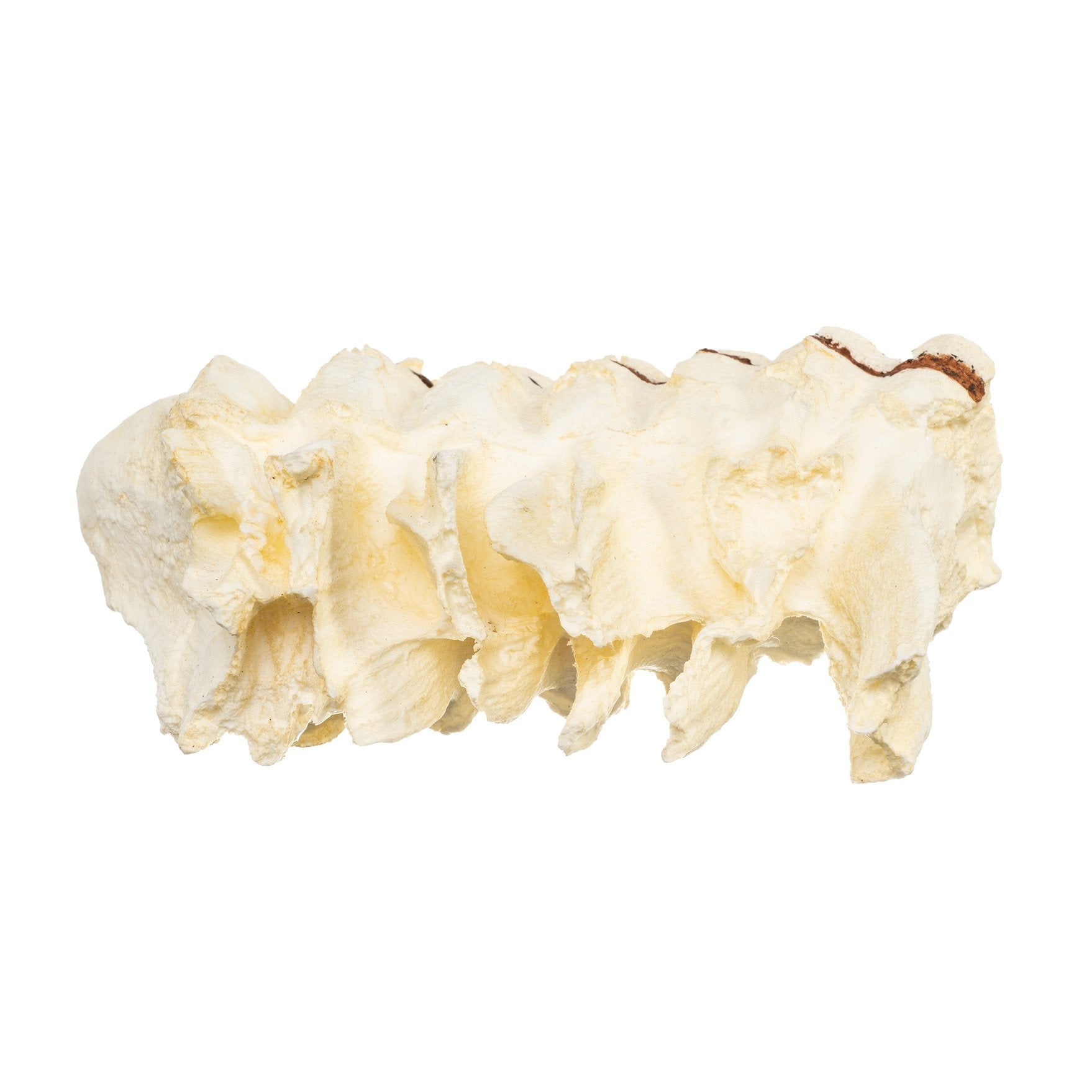 Authentic African Elephant Tooth Replica - Handcrafted Collectible for Home Decor, Safari Theme Parties & Educational Displays