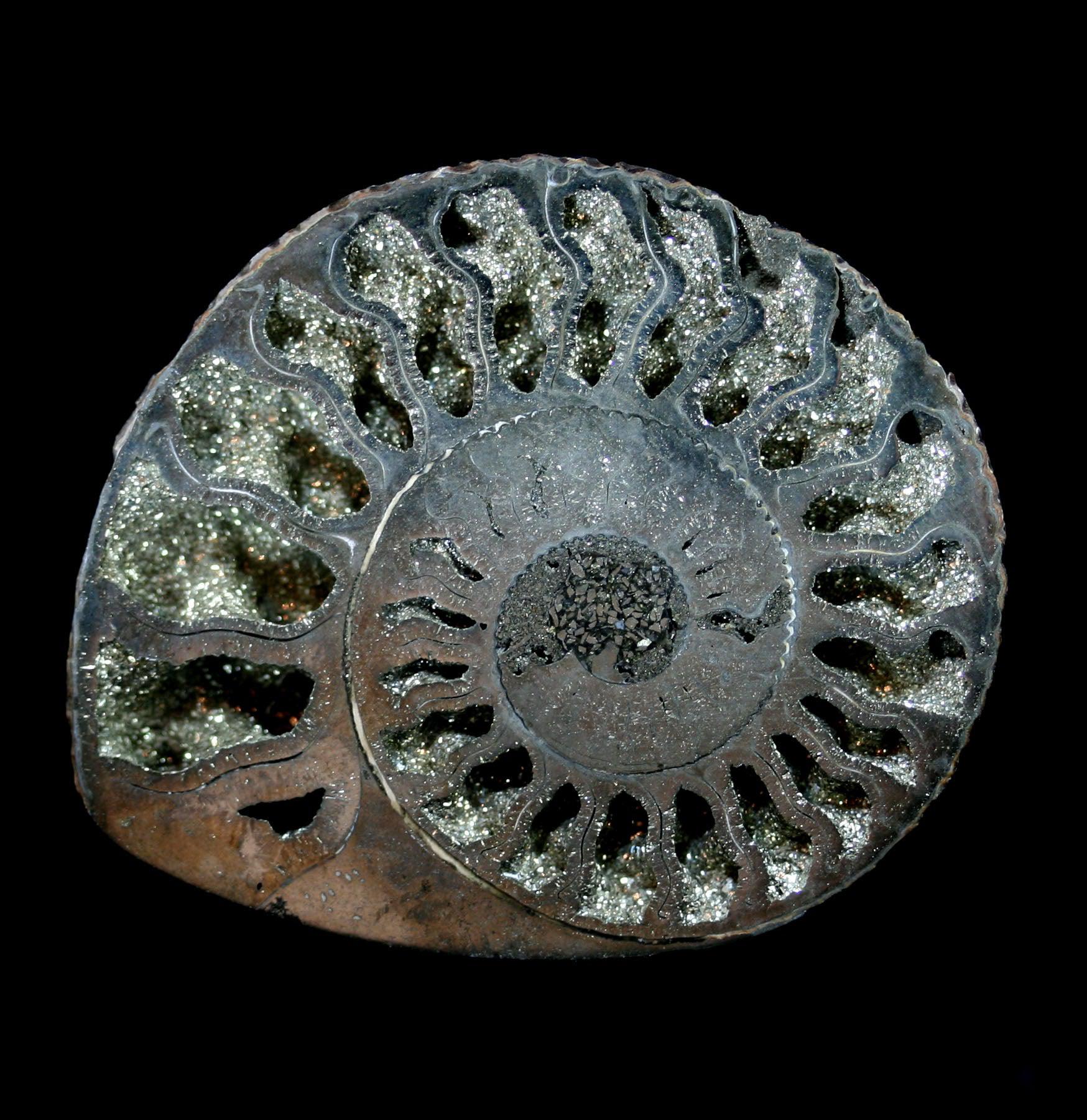 Pyritized Ammonite Fossil - Natural Golden Ammonite Specimen for Collectors & Decor - Perfect for Home Display, Office Decor & Gift Giving