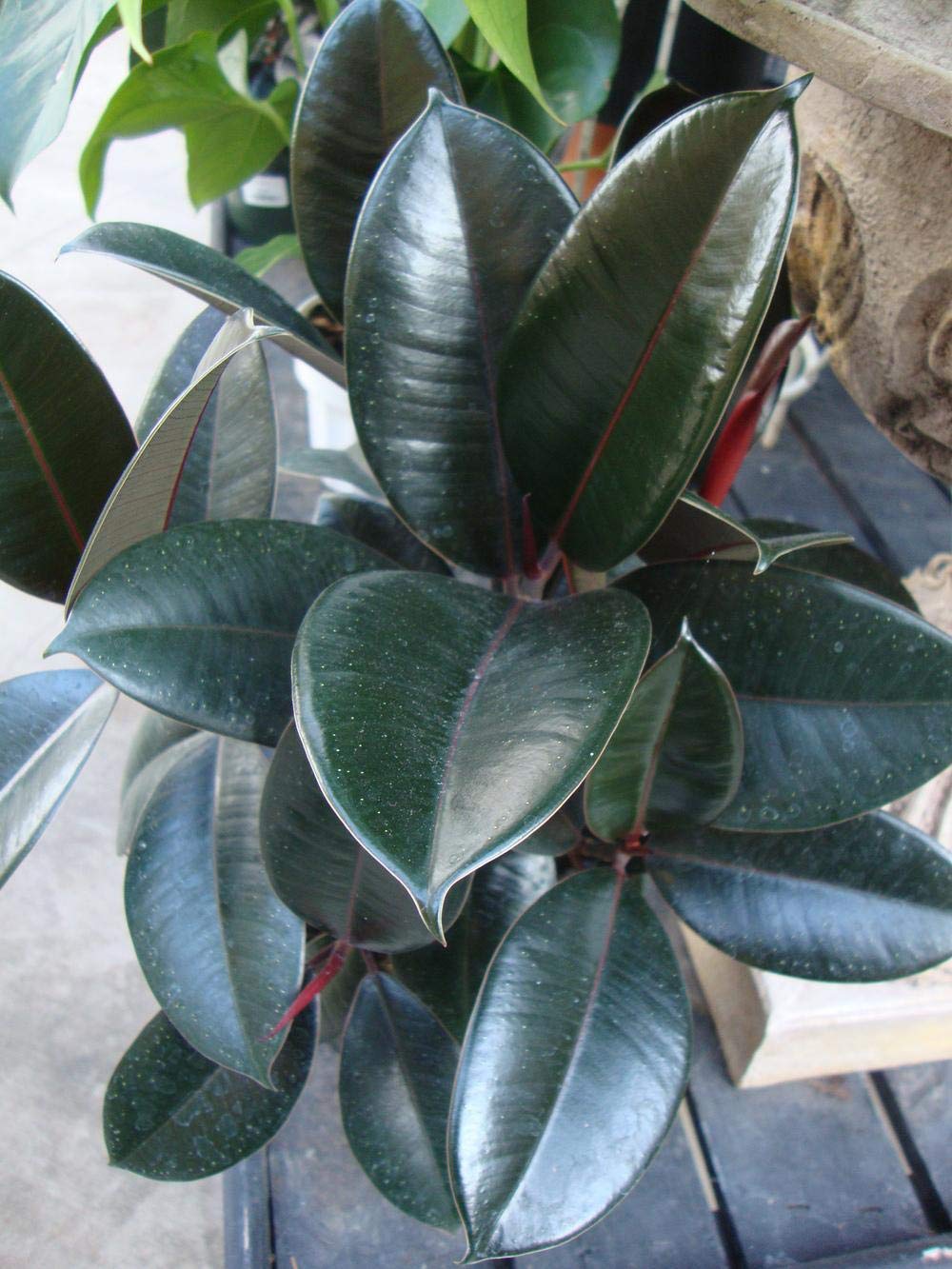 Ficus Elastica Burgundy Rubber Plant - 10 Inch Pot Live Indoor Houseplant - Easy Care Air Purifying House Plant for Home, Office & Living Room Decor