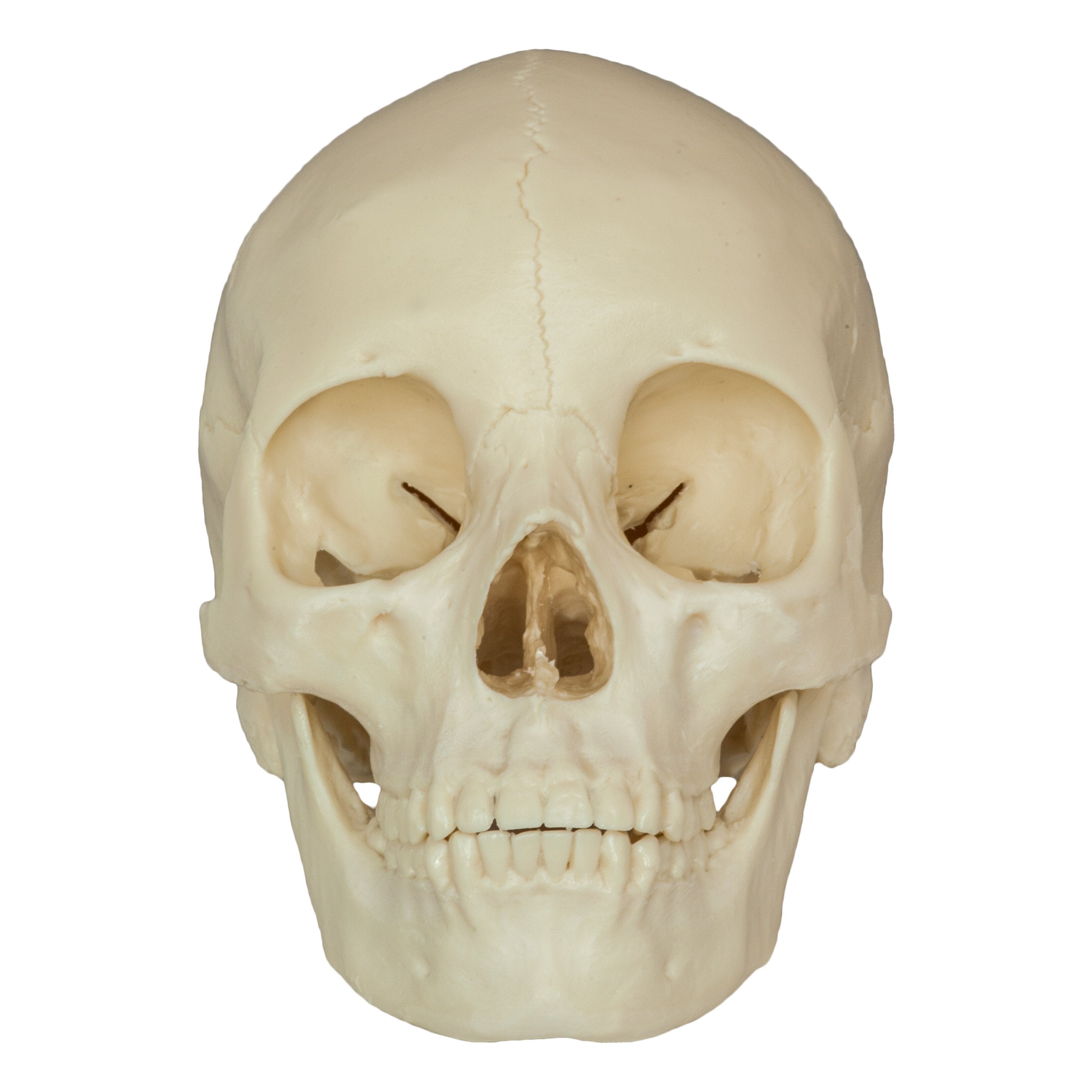 Realistic Asian Female Human Skull Replica - Detailed Anatomy Model for Medical Study, Halloween Decor & Collectible Display