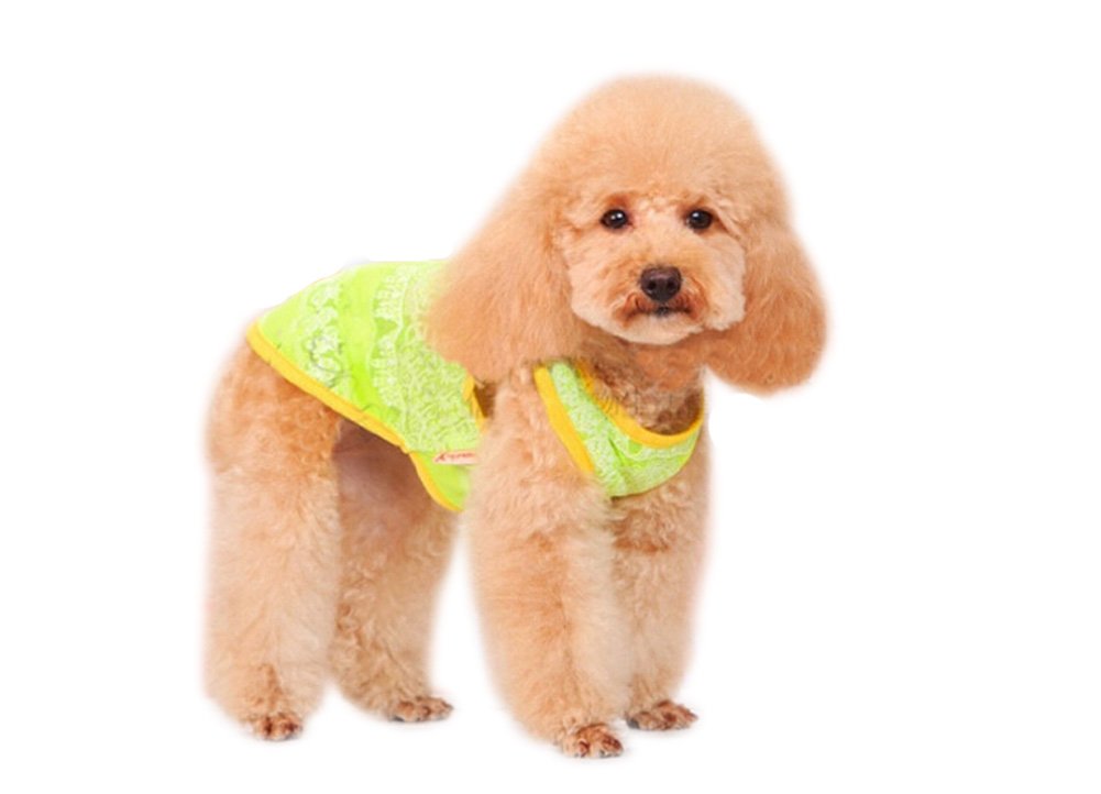 Summer Casual Pet Small Dog Fluorescent Lace Vest Apparel - Breathable & Stylish Dog Clothes for Outdoor Walks & Nighttime Safety