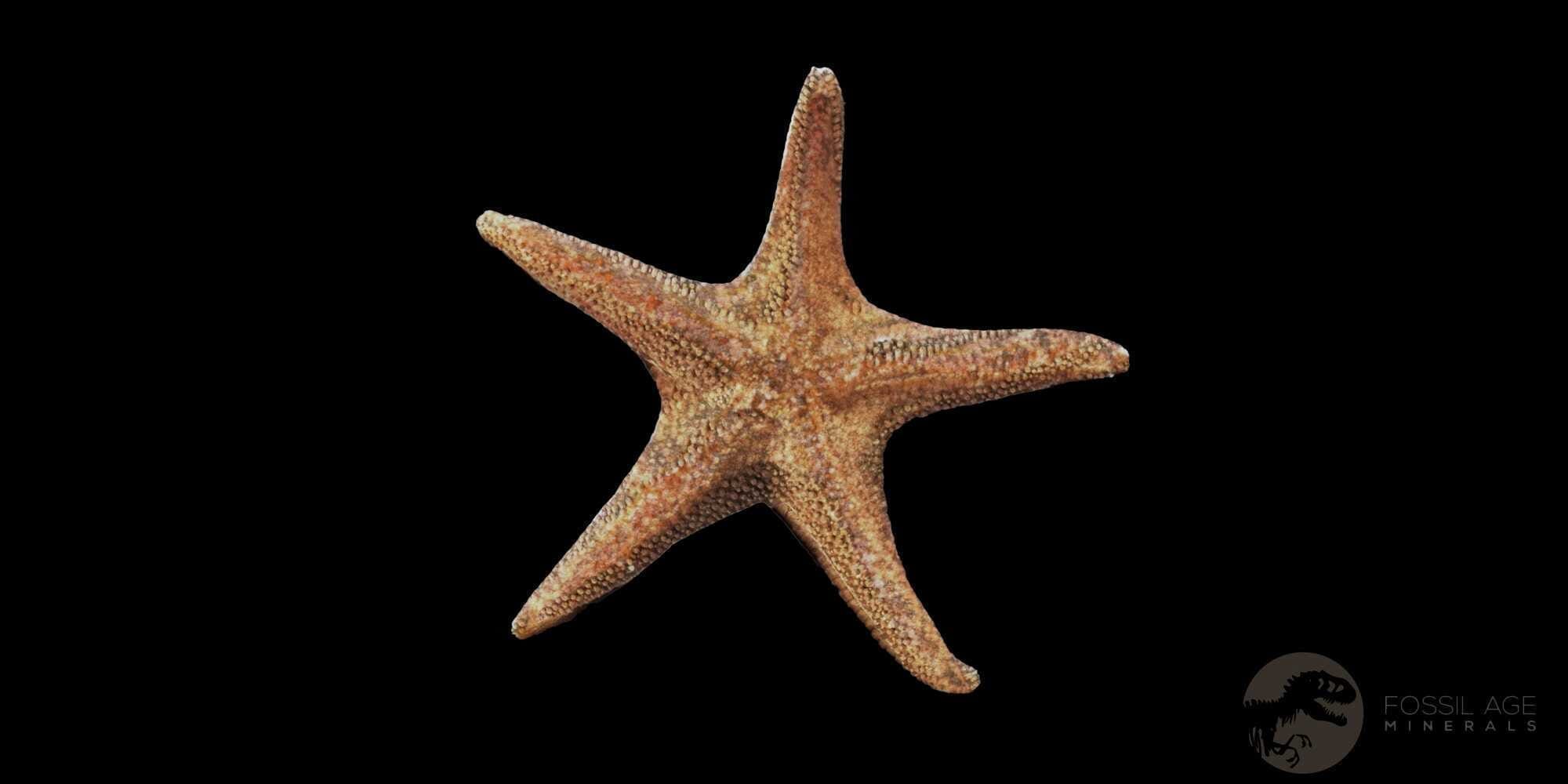 32MM Brittlestar Petraster Starfish Fossil - Ordovician Age Blekus Morocco with COA - Perfect for Collectors, Home Decor & Educational Displays