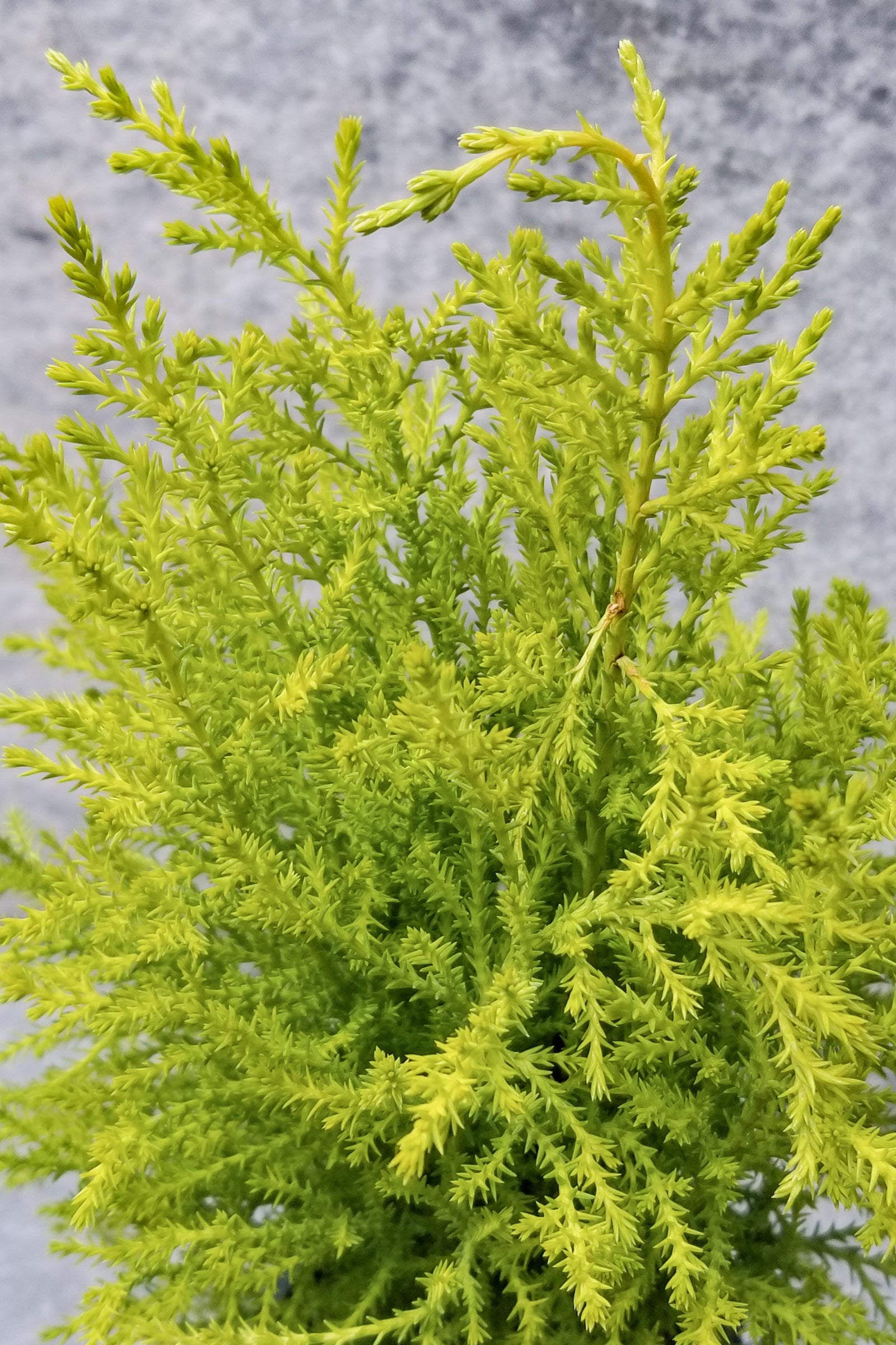Premium Cypress 'GoldCrest' 4.5 ft Artificial Christmas Tree - Realistic Faux Holiday Decor for Home, Office & Party Decorations