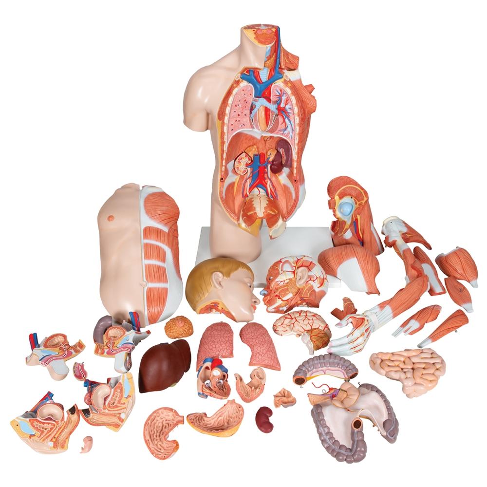 33-Part Dual Gender Torso with Muscle Arm - Anatomical Model for Medical Students & Fitness Training | Perfect for Classroom, Gym & Physical Therapy