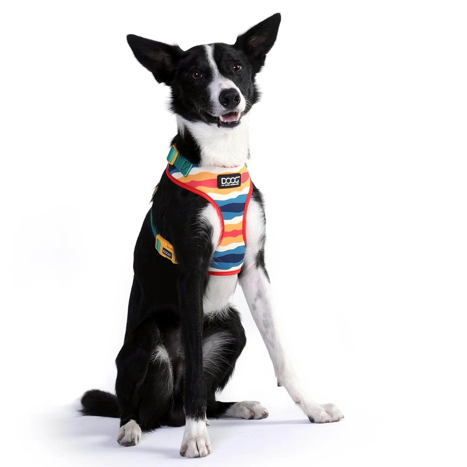 Scout Neoprene Dog Collar - Durable, Adjustable & Comfortable Pet Collar for Small, Medium & Large Dogs - Perfect for Walking, Training & Outdoor Adventures