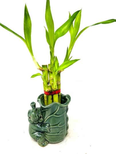 Lucky Bamboo 5 Stalks - 4