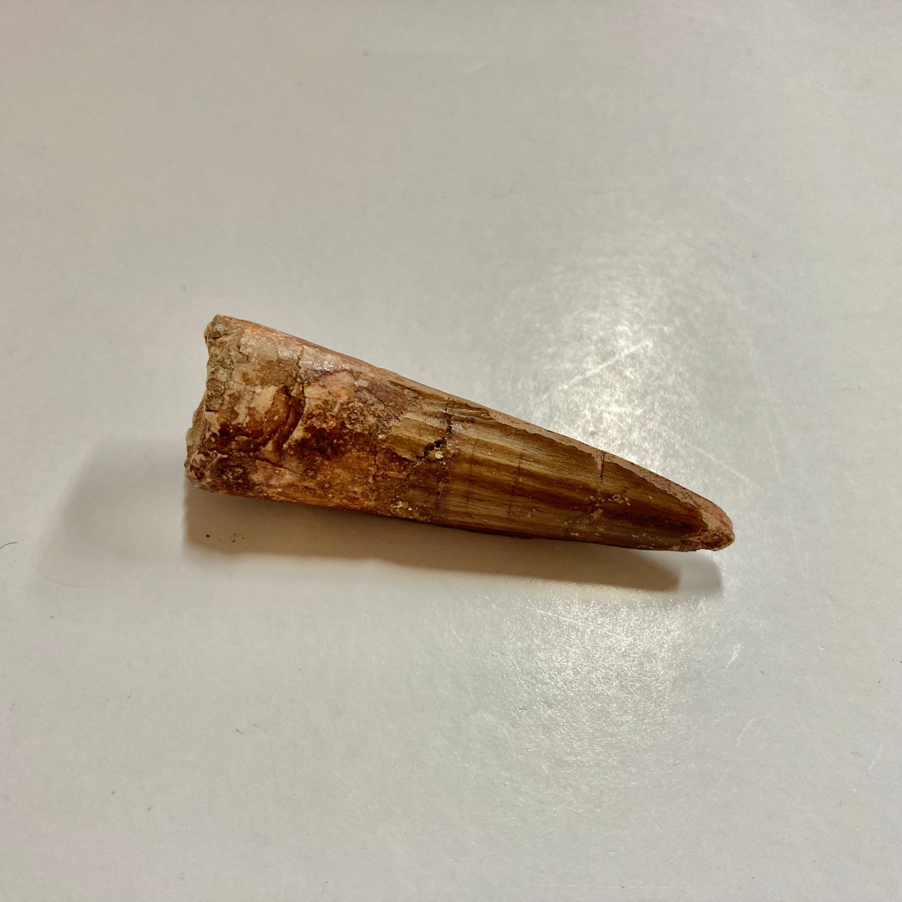 Authentic Spinosaurus Tooth Fossil - Real Dinosaur Tooth for Collectors, Paleontology Enthusiasts & Home Decor | Perfect for Display Cases, Educational Projects & Gifts
