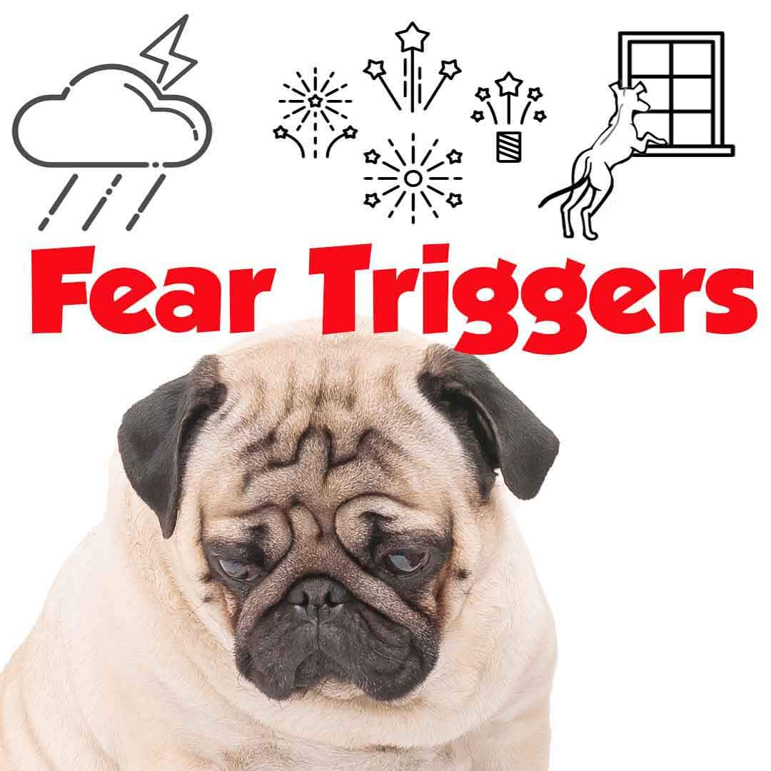 The Blissful Dog Pug Relax Dog Aromatherapy Spray - Calming Anxiety Relief for Dogs | Perfect for Travel, Vet Visits & Fireworks