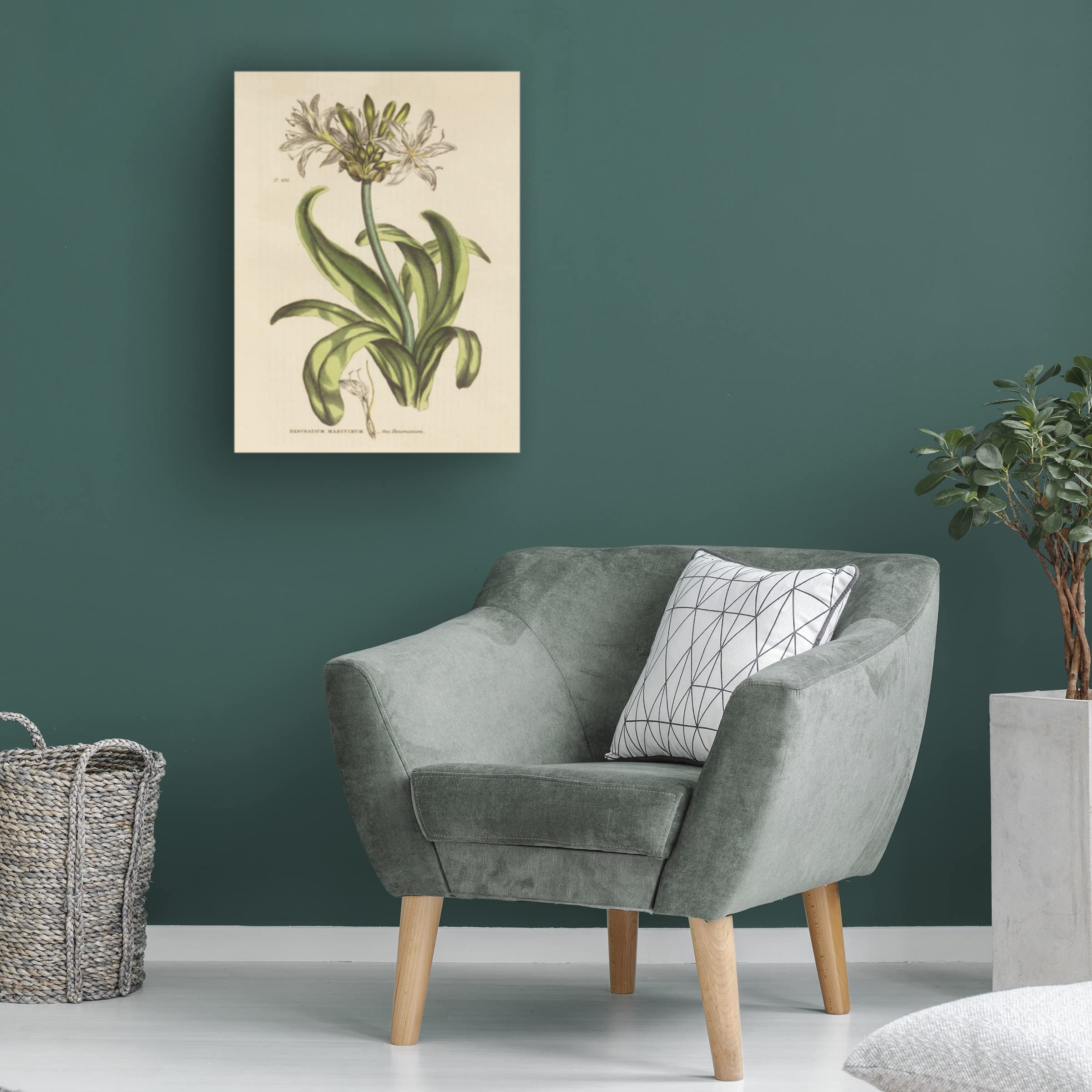 Trademark Fine Art 'Herbal Botanical XX' Canvas Wall Art Print by Wild Apple - Nature Inspired Home Decor for Living Room, Bedroom & Office