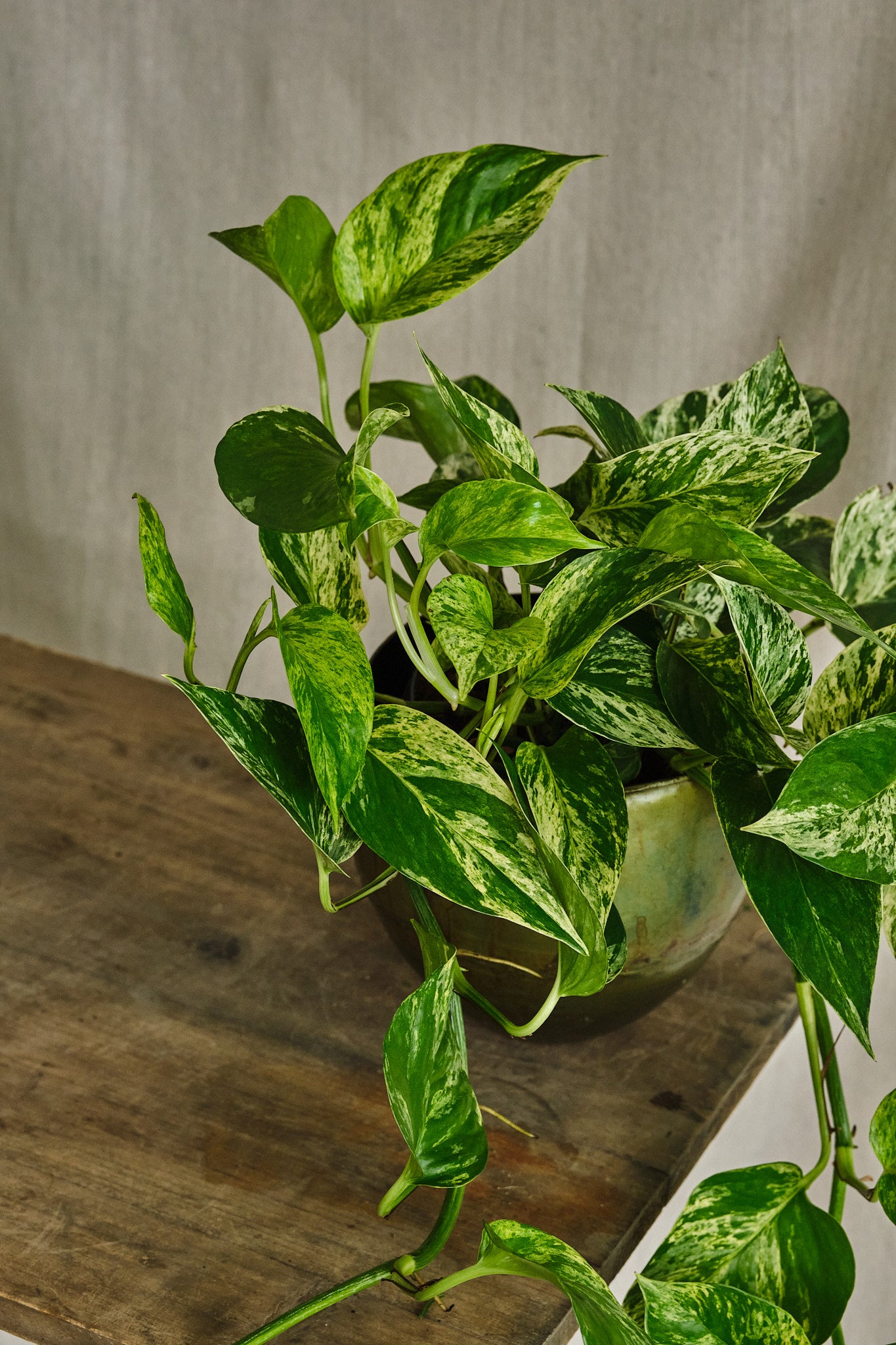 Epipremnum Aureum 'Marble Queen' Pothos Plant - Low Maintenance Indoor Houseplant for Home, Office Decor, and Air Purification