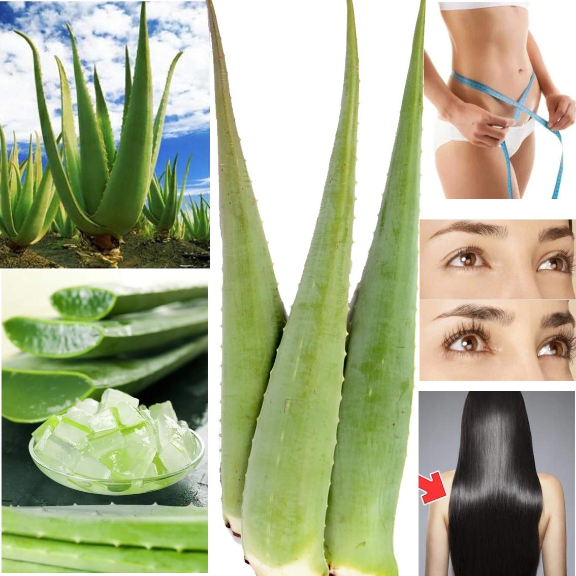 3 Pack Premium Organic Aloe Vera Leaves (Barbadensis Miller) for Skin Care, Hair Treatment & Natural Remedies