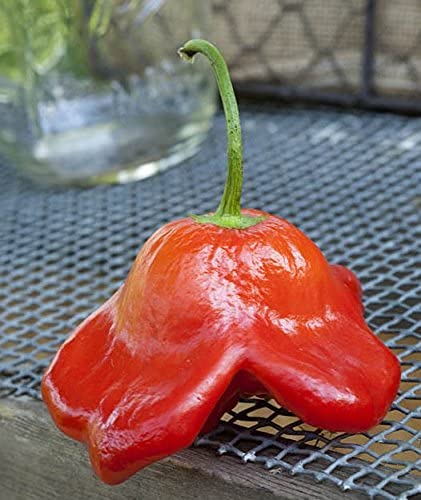 Bishops Crown Peri Peri Heirloom Pepper Seeds - Premium Non-GMO 100pcs/Packet for Home Gardening, Hot Sauce Making & Spicy Cooking
