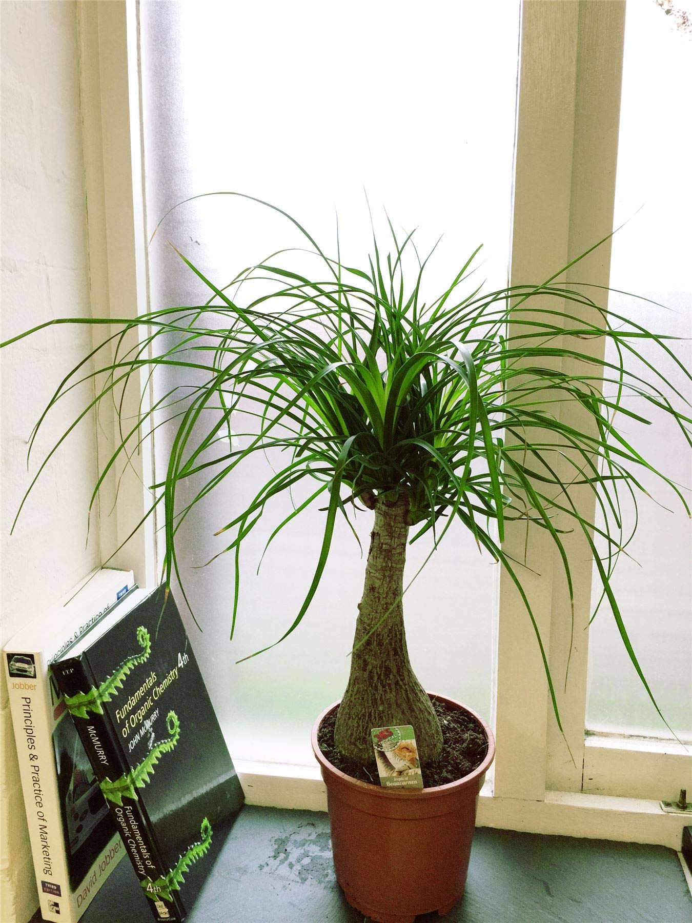 Beaucarnea Recurvata (Ponytail Palm) - 5 Live Indoor Plants in 6