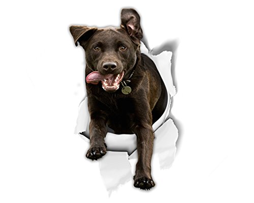 Excited Black Labrador