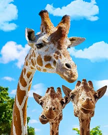 Giraffe Selfie