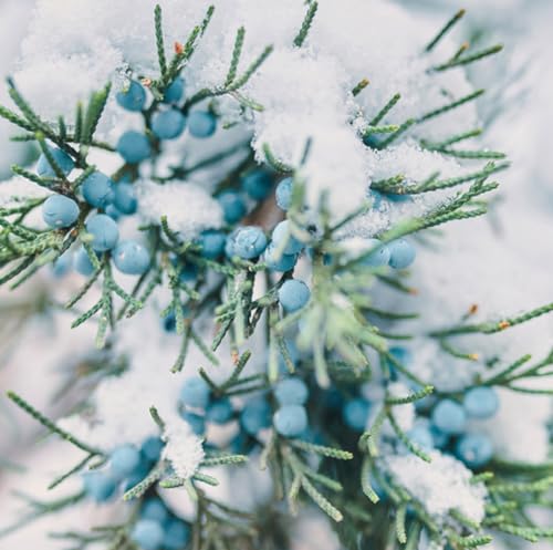 Frosted Juniper
