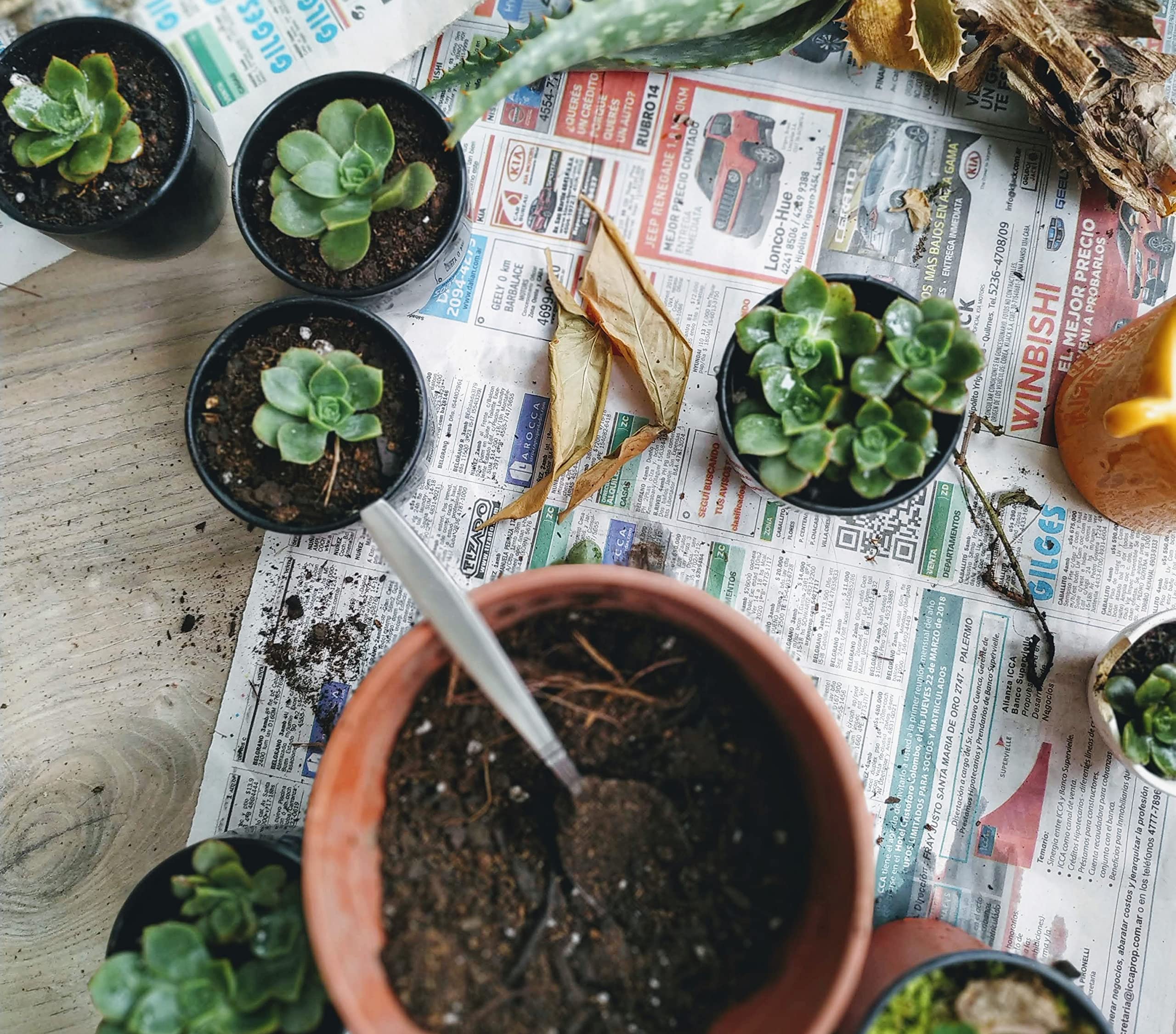 Shop Succulents | Live Succulent Plants Collection - 12 Hand-Picked Mini Succulents with Radiant Rosettes | Perfect for Home Decor, Office Desk & Gift Giving